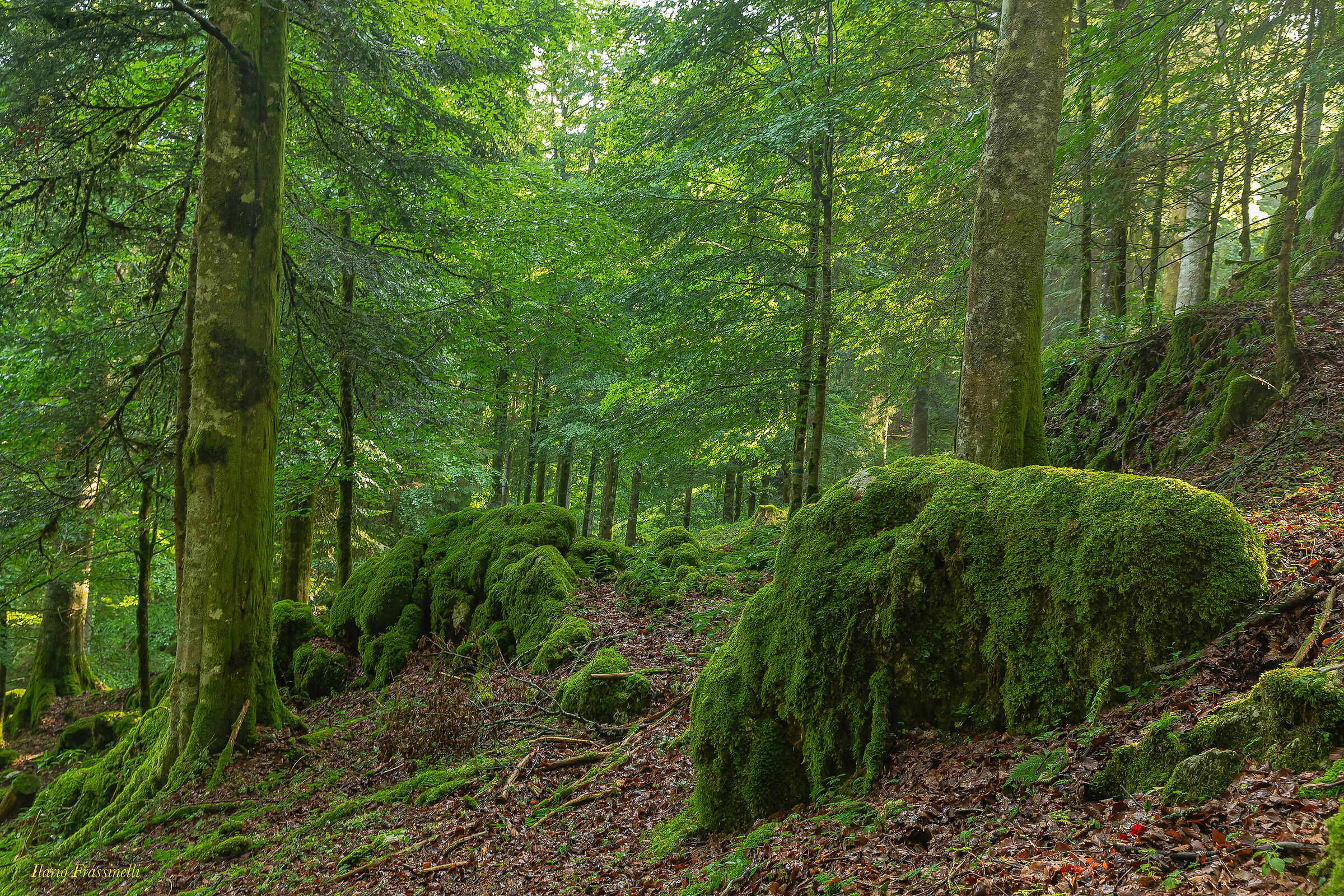 The Magical Cansal Forest