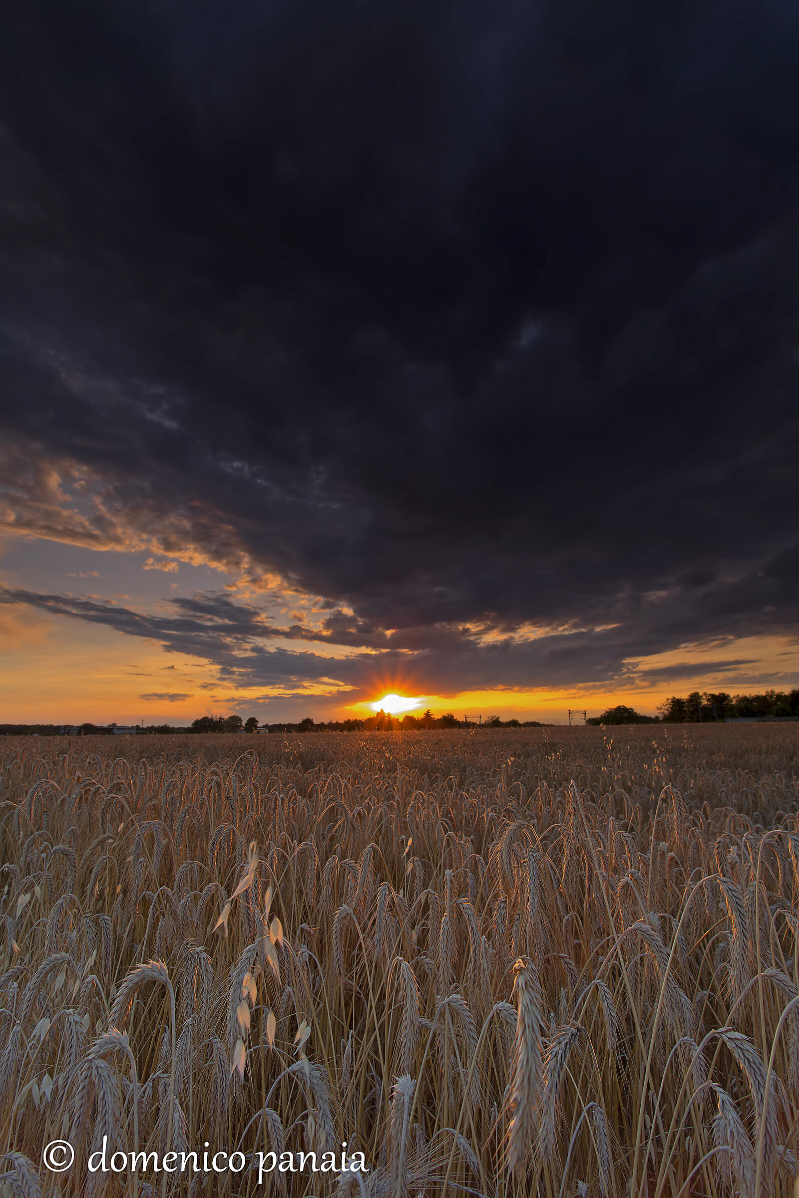 tramonto sul grano