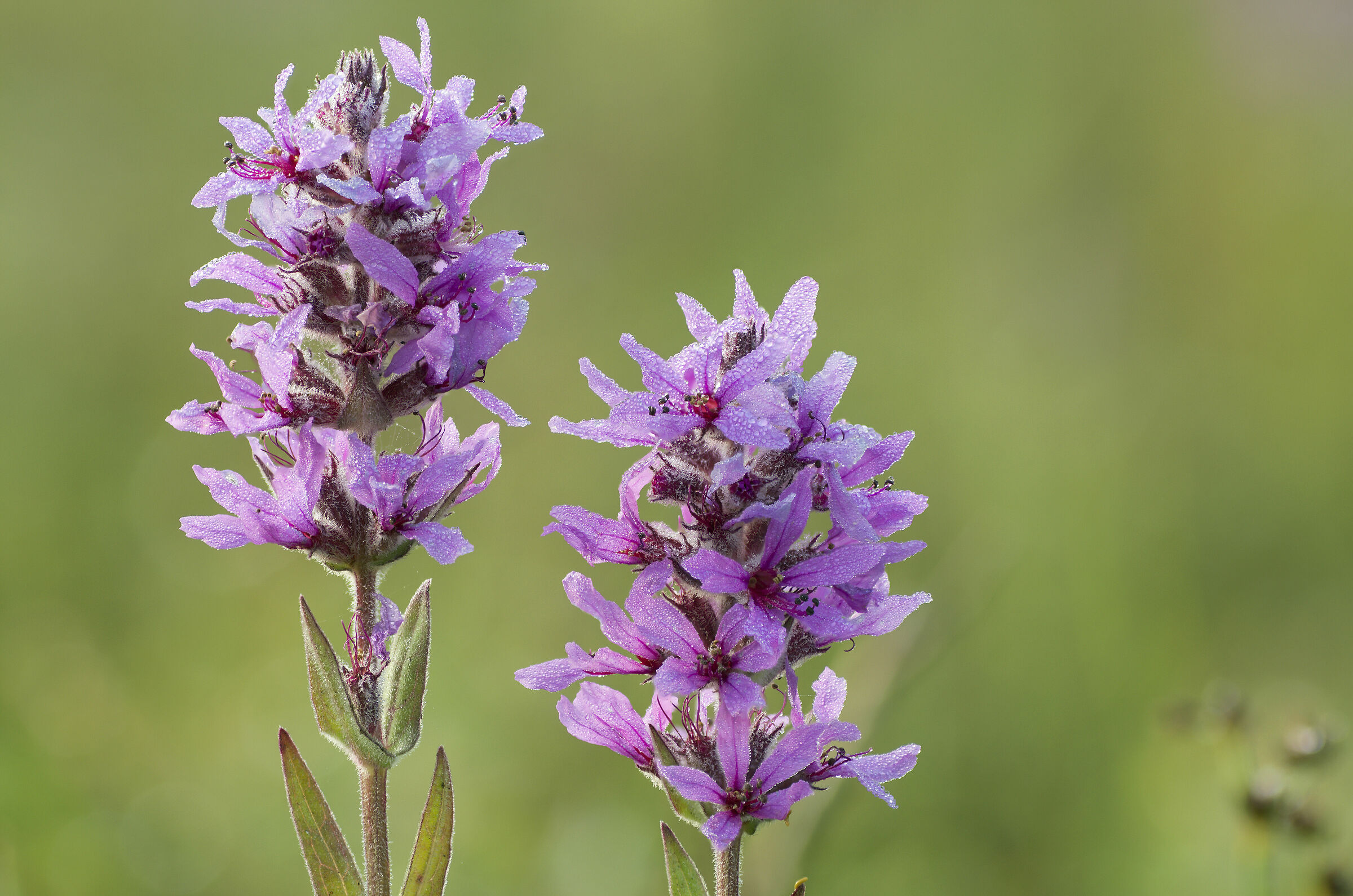 Purple Loosestrife