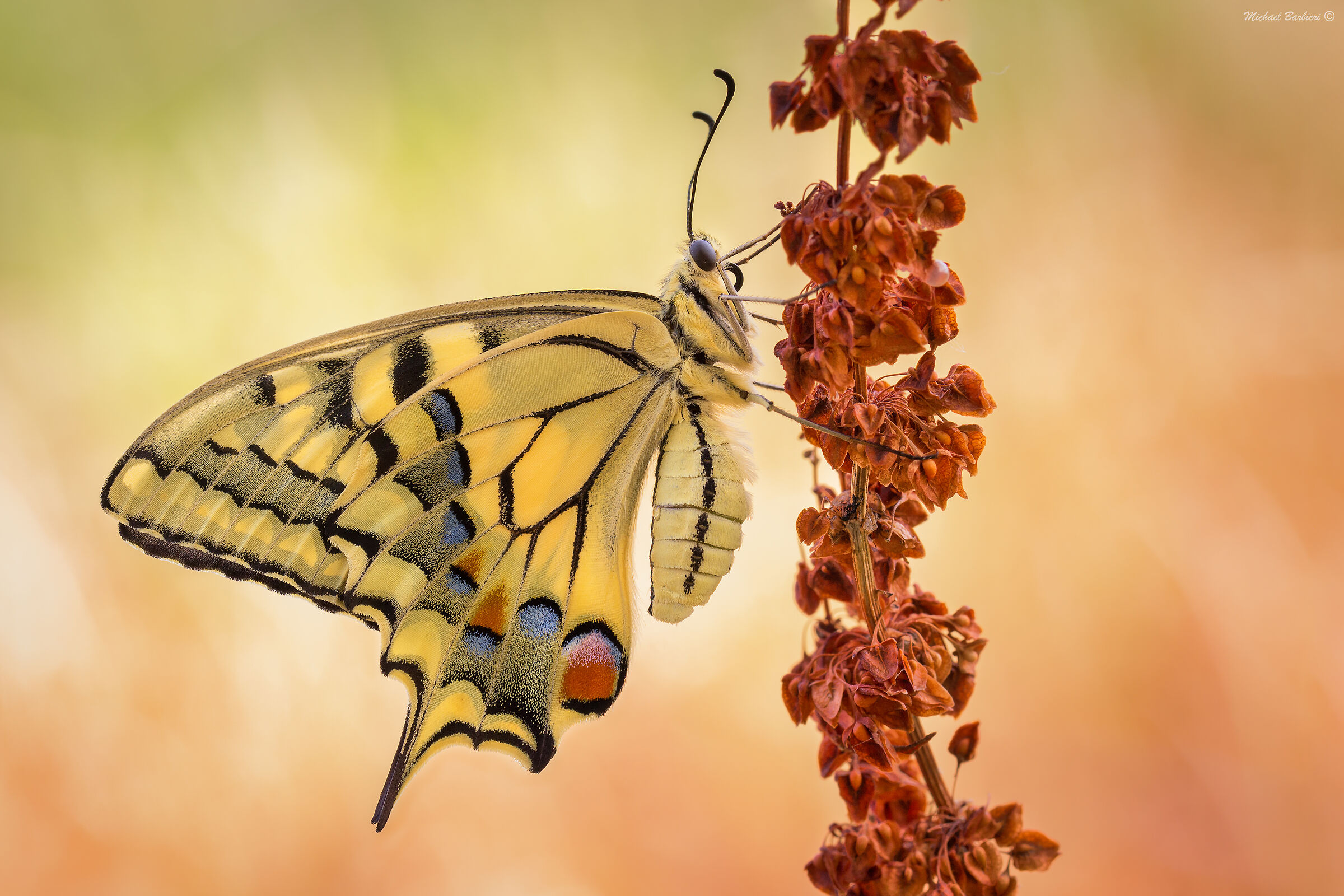 Close up sul Macaone