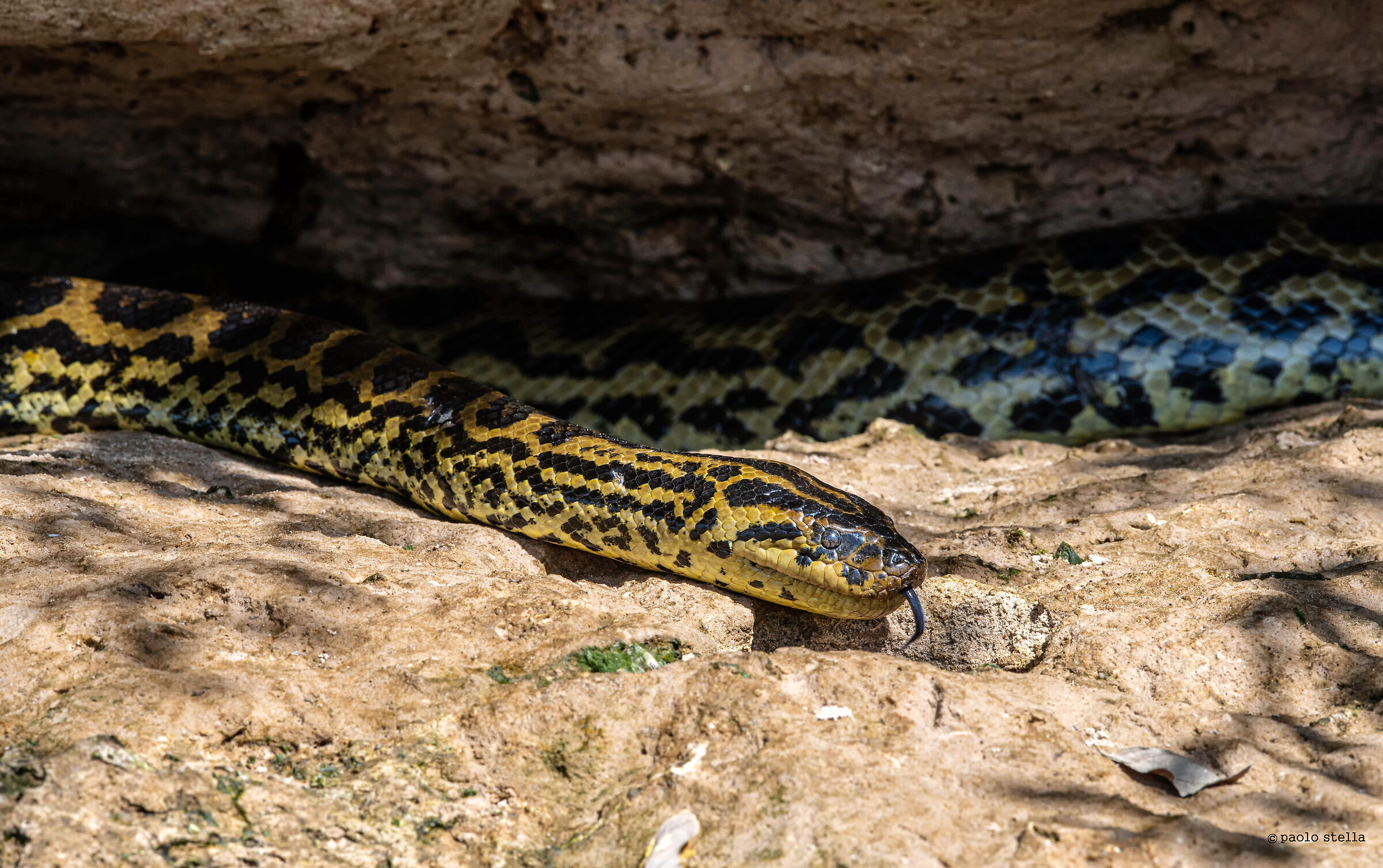 anaconda gialla