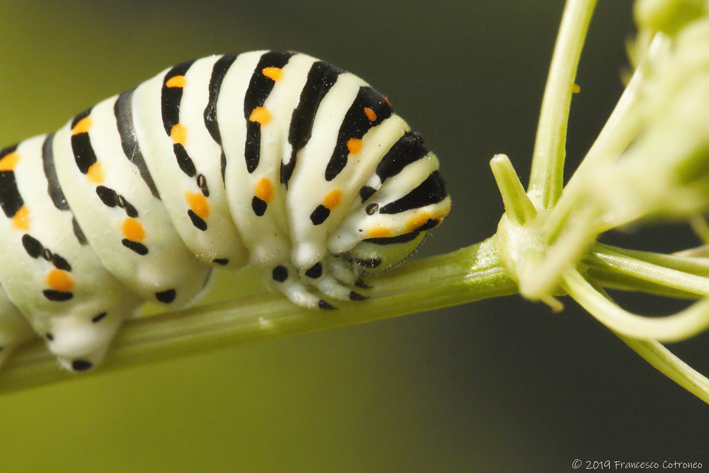 Papilio machaon - Bruco