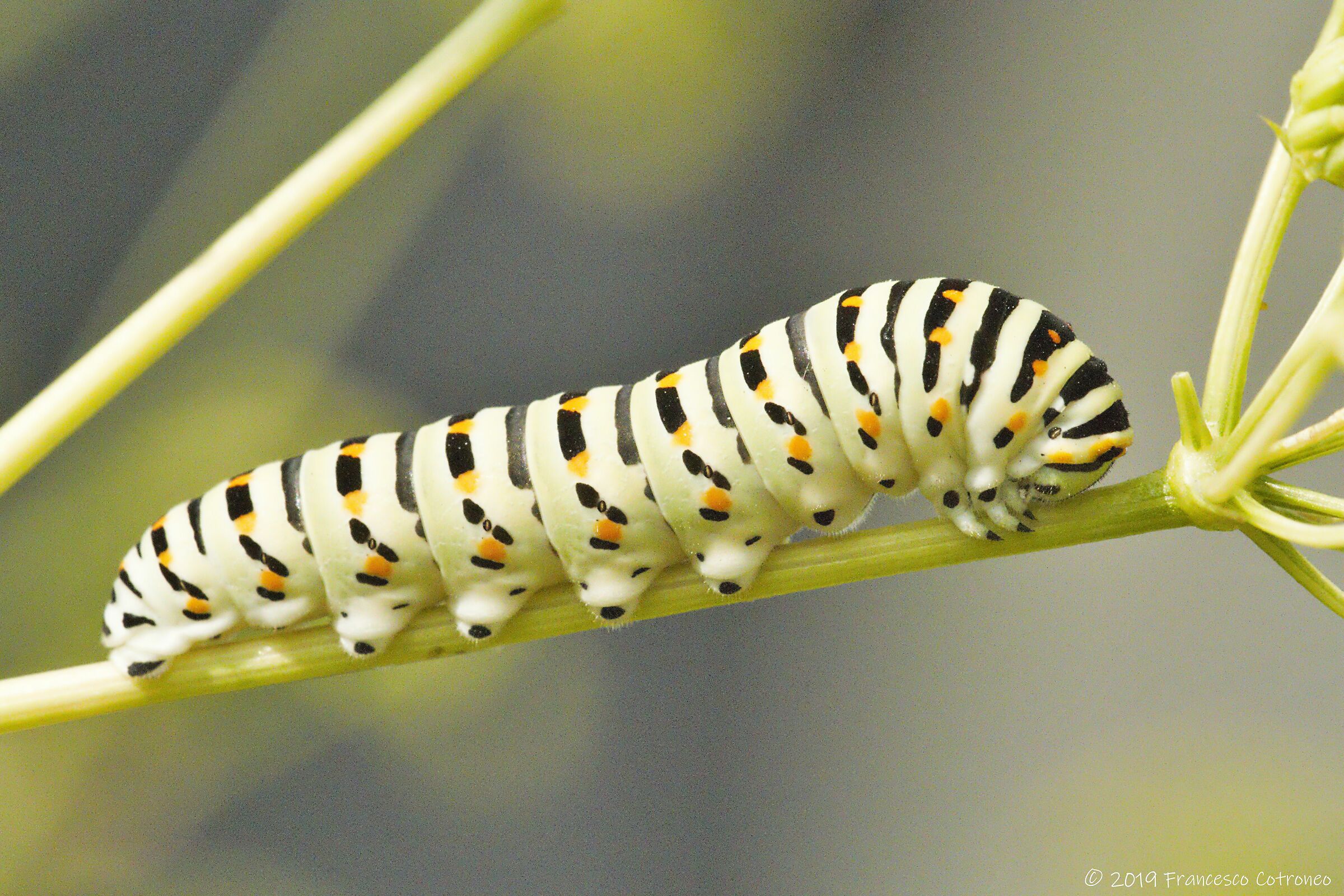 Papilio machaon - Bruco