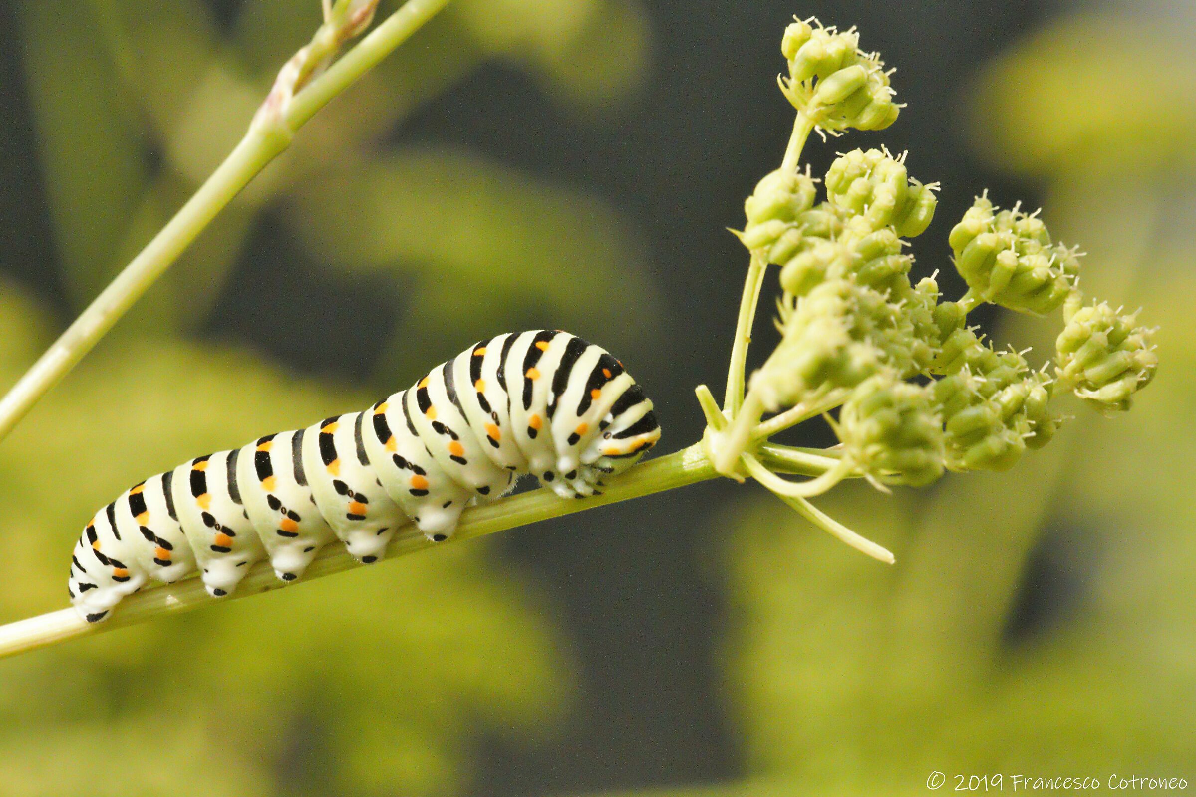Papilio machaon - bruco nel premezzolo