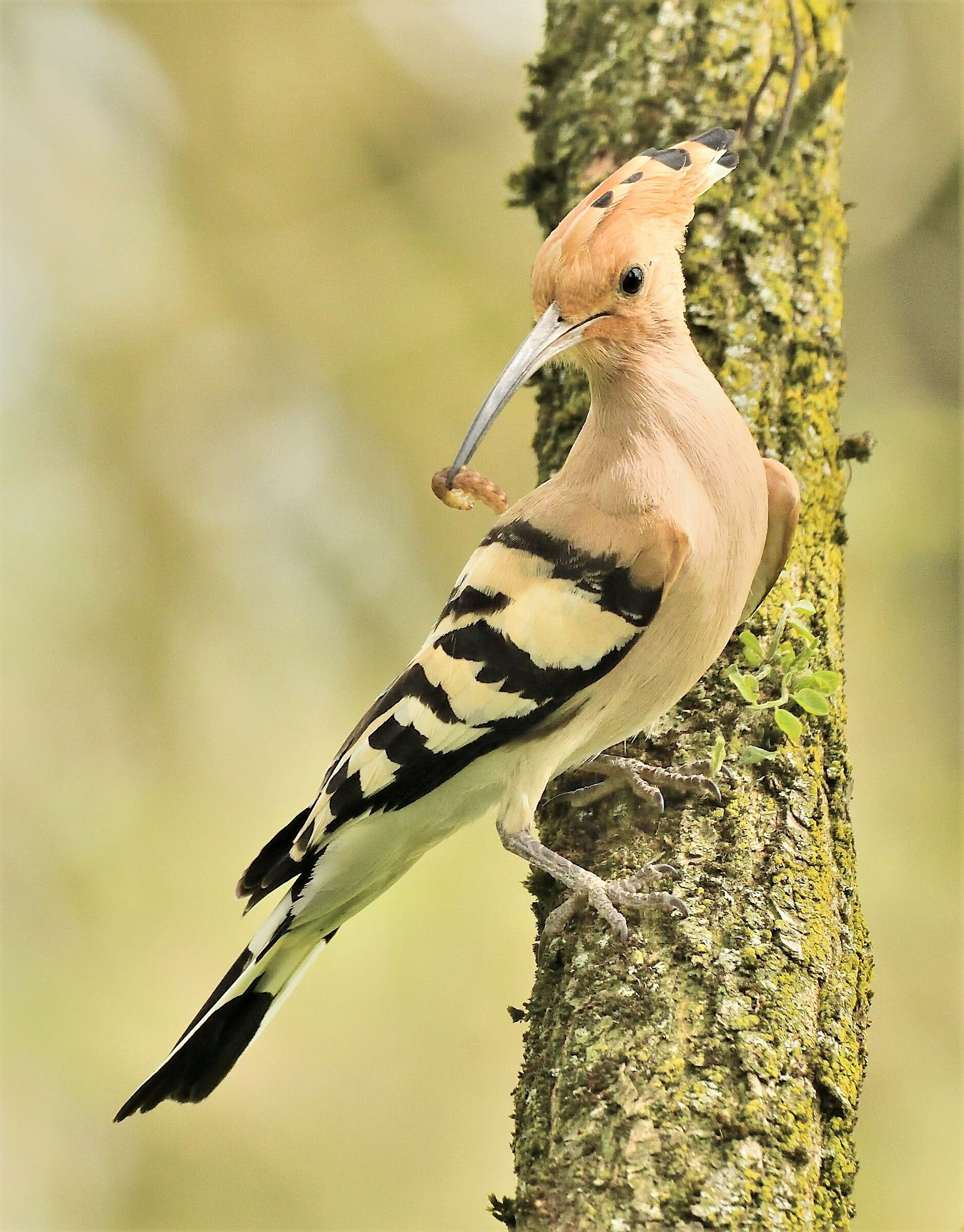 Hoopoe