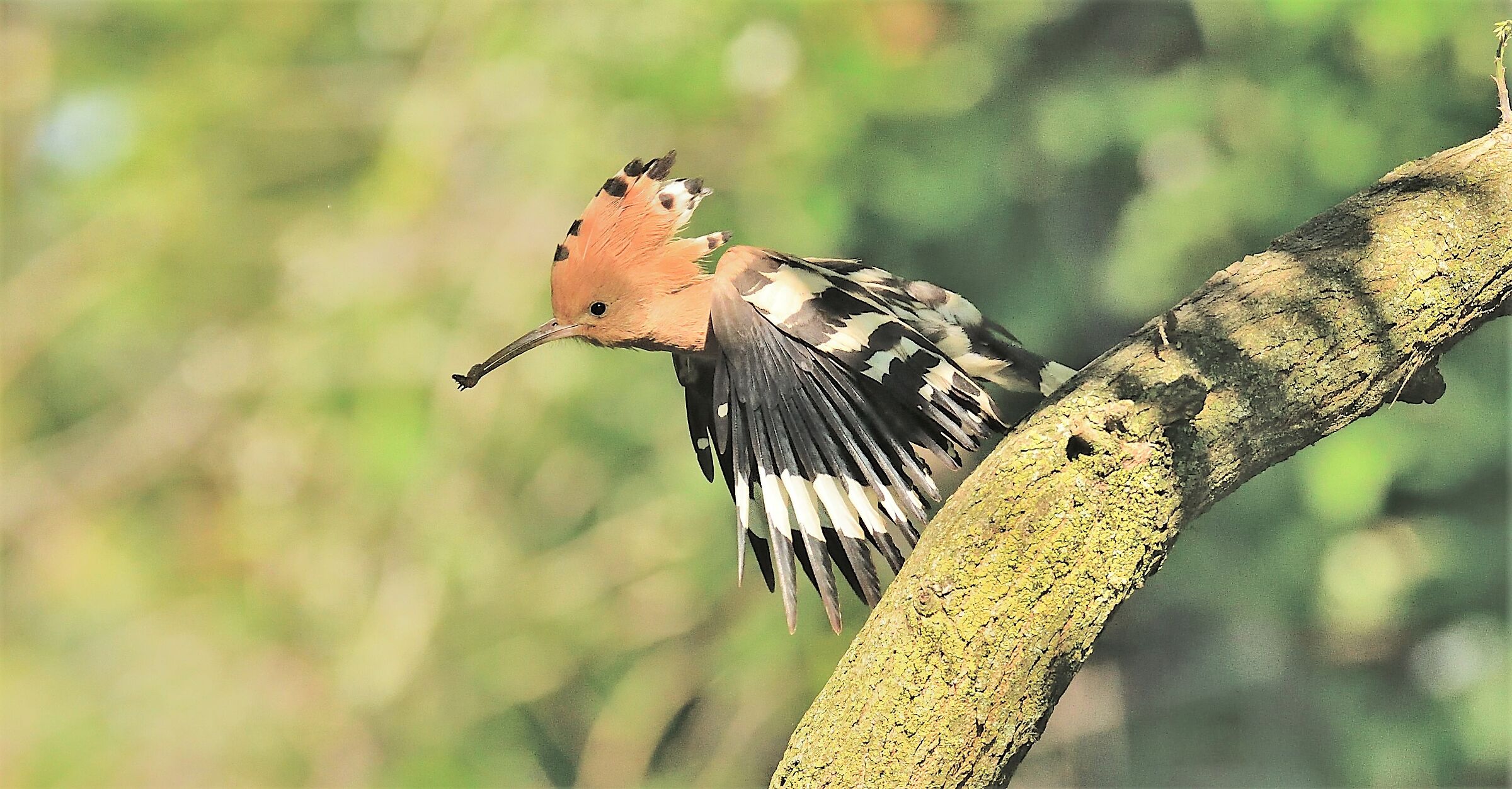 Hoopoe