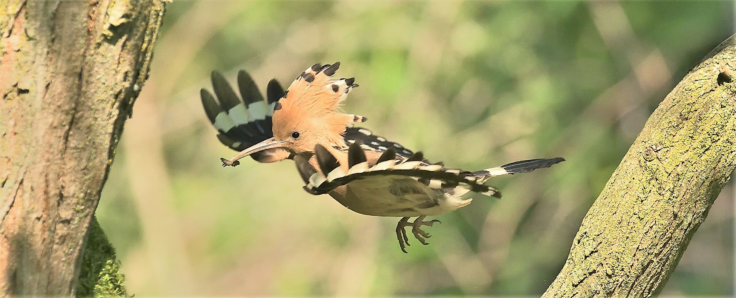 Hoopoe