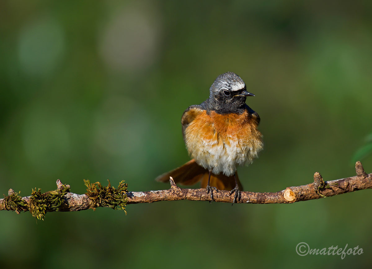 Codirosso (Phoenicurus Phoenicurus) Male