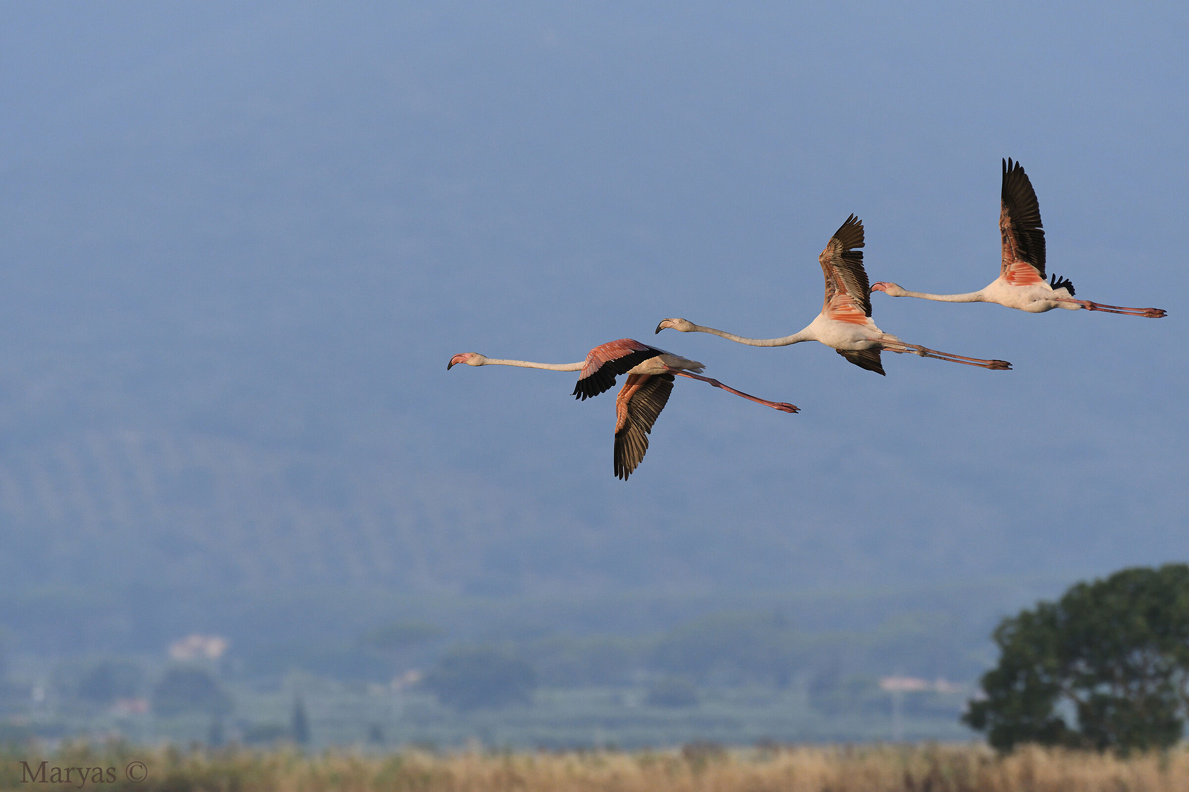Volo a tre