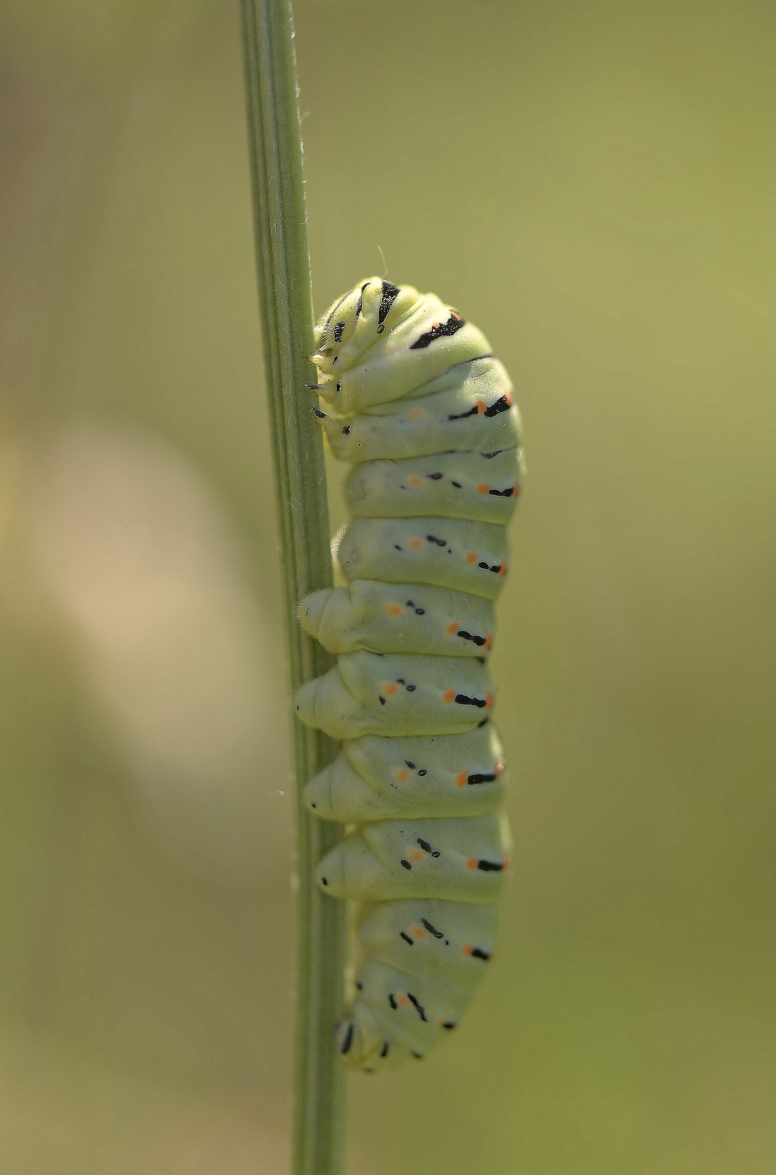 Papilio machaon Caterpillar