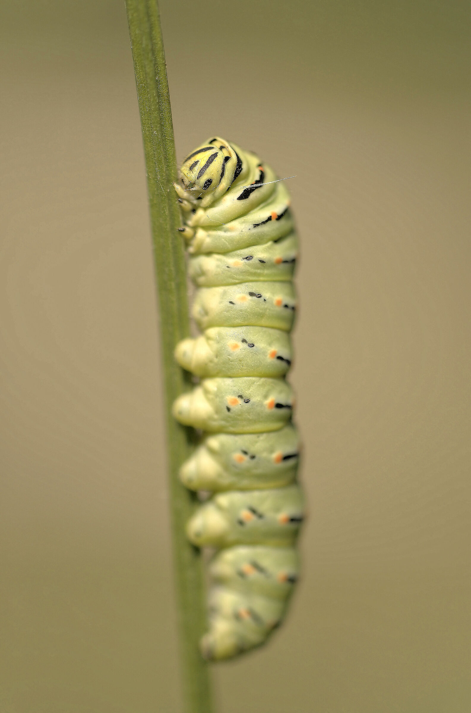 Papilio machaon Caterpillar
