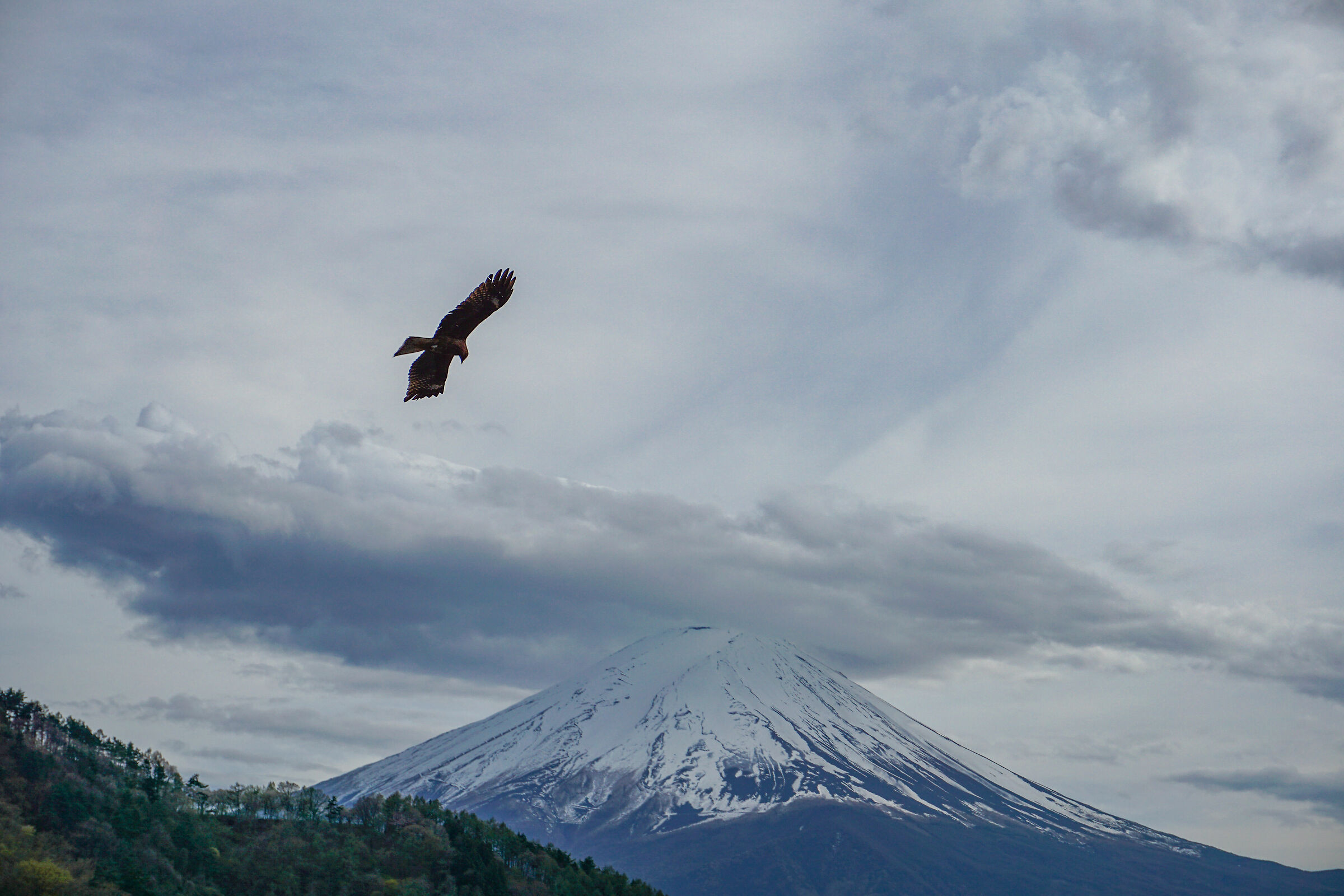 Caccia ai piedi del Fuji