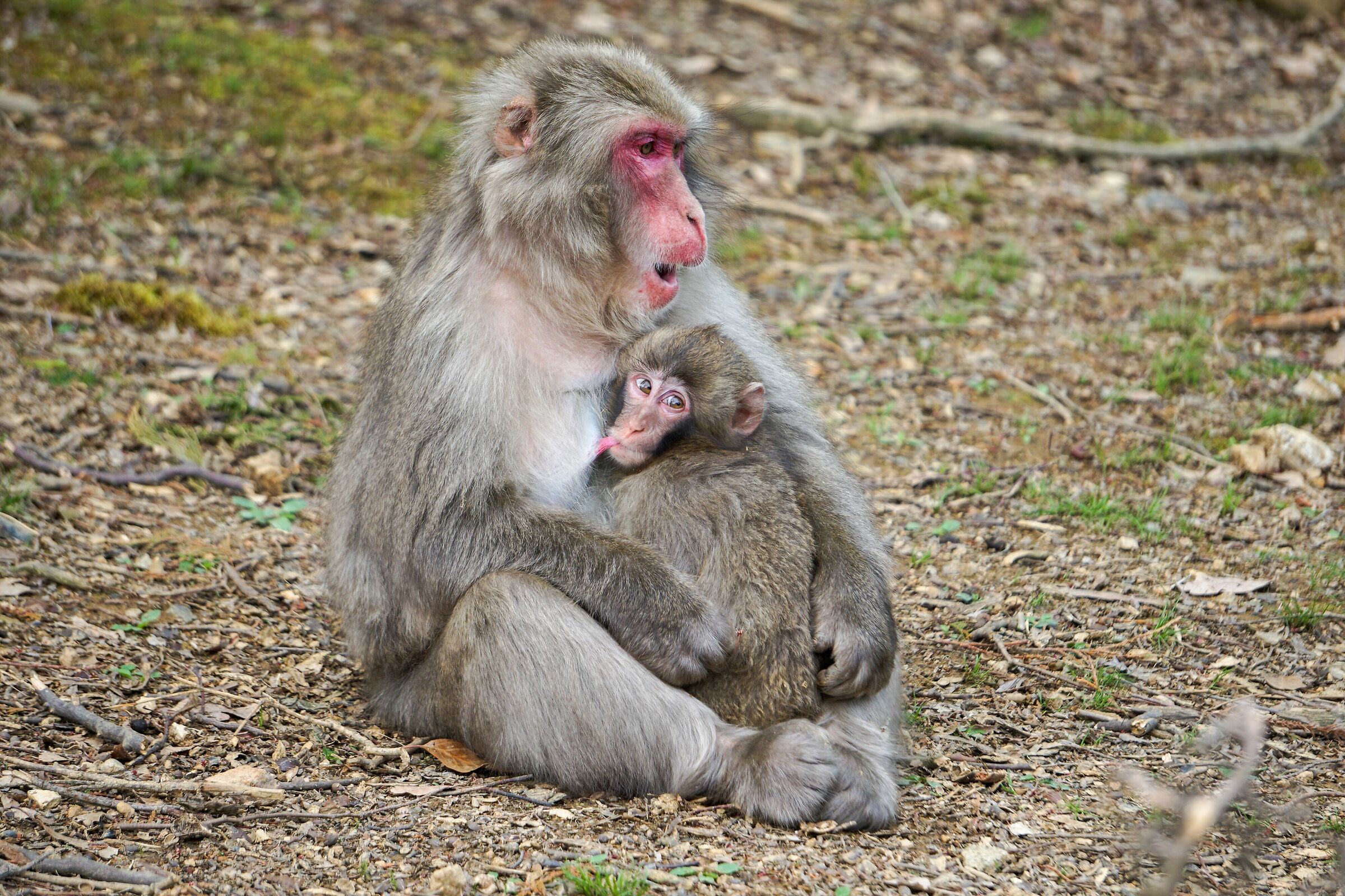 Makako giapponese durante l'allattamento