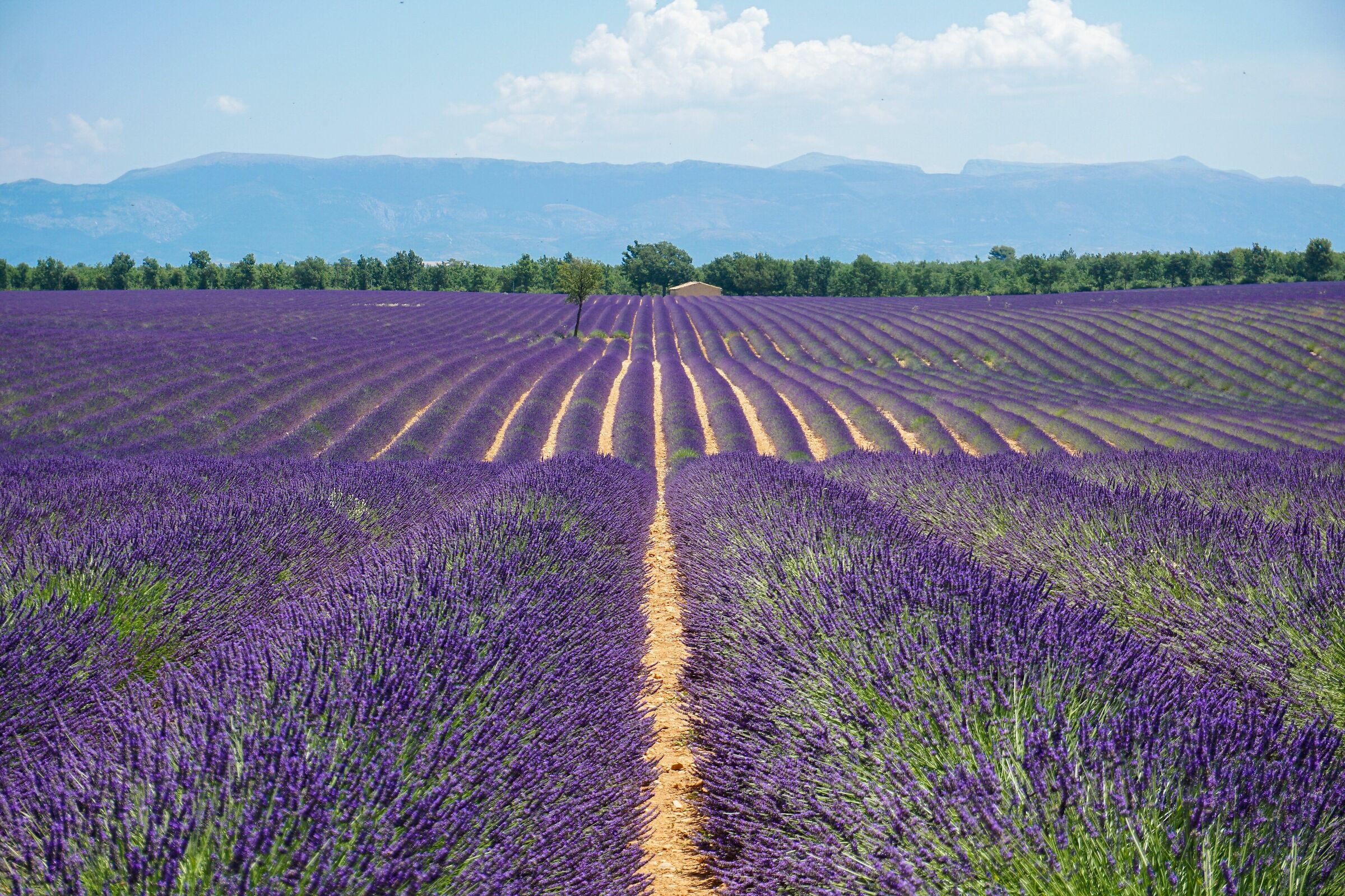 Campi di lavanda a Valensole
