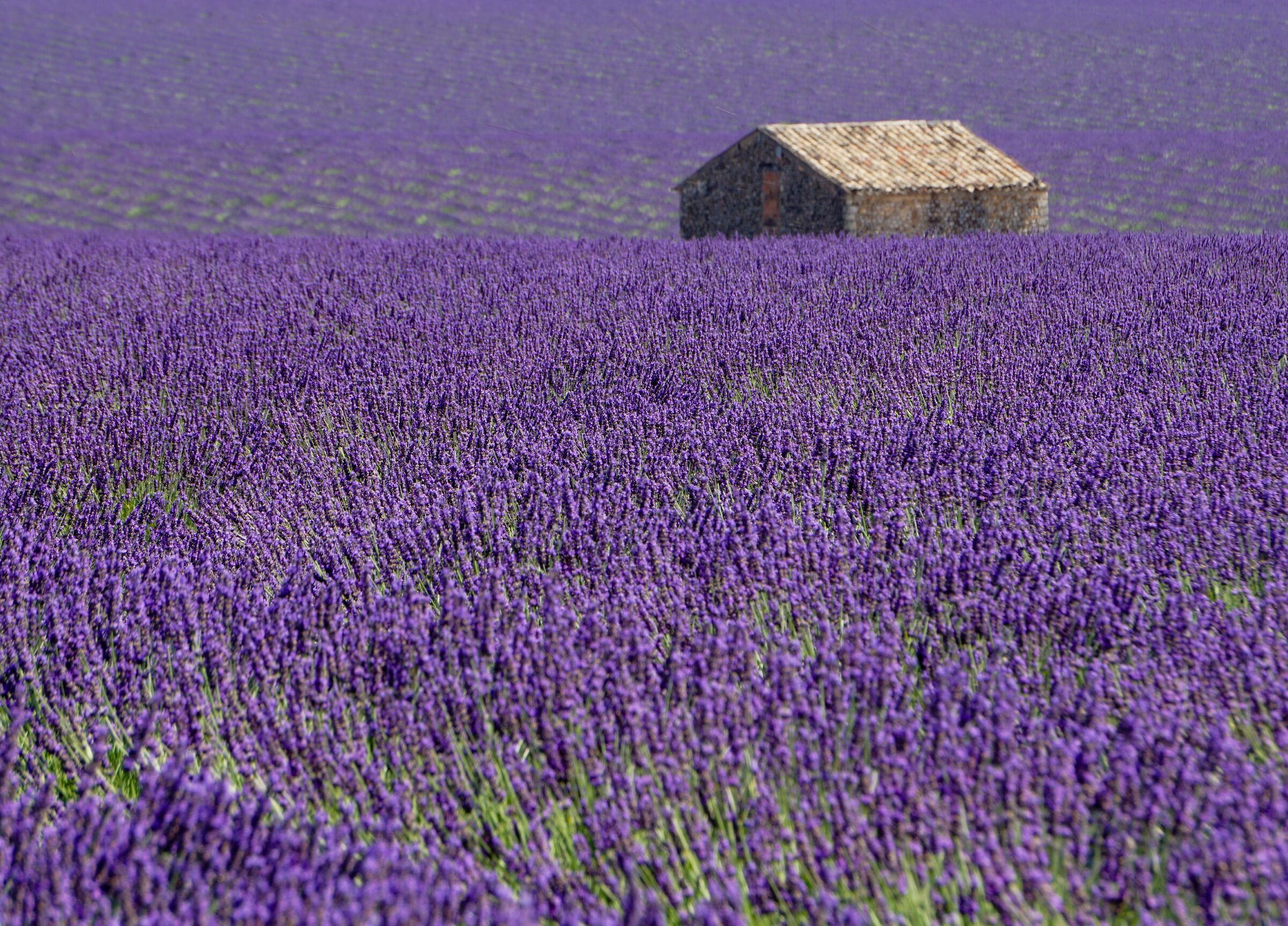 immersa in un mare di lavanda