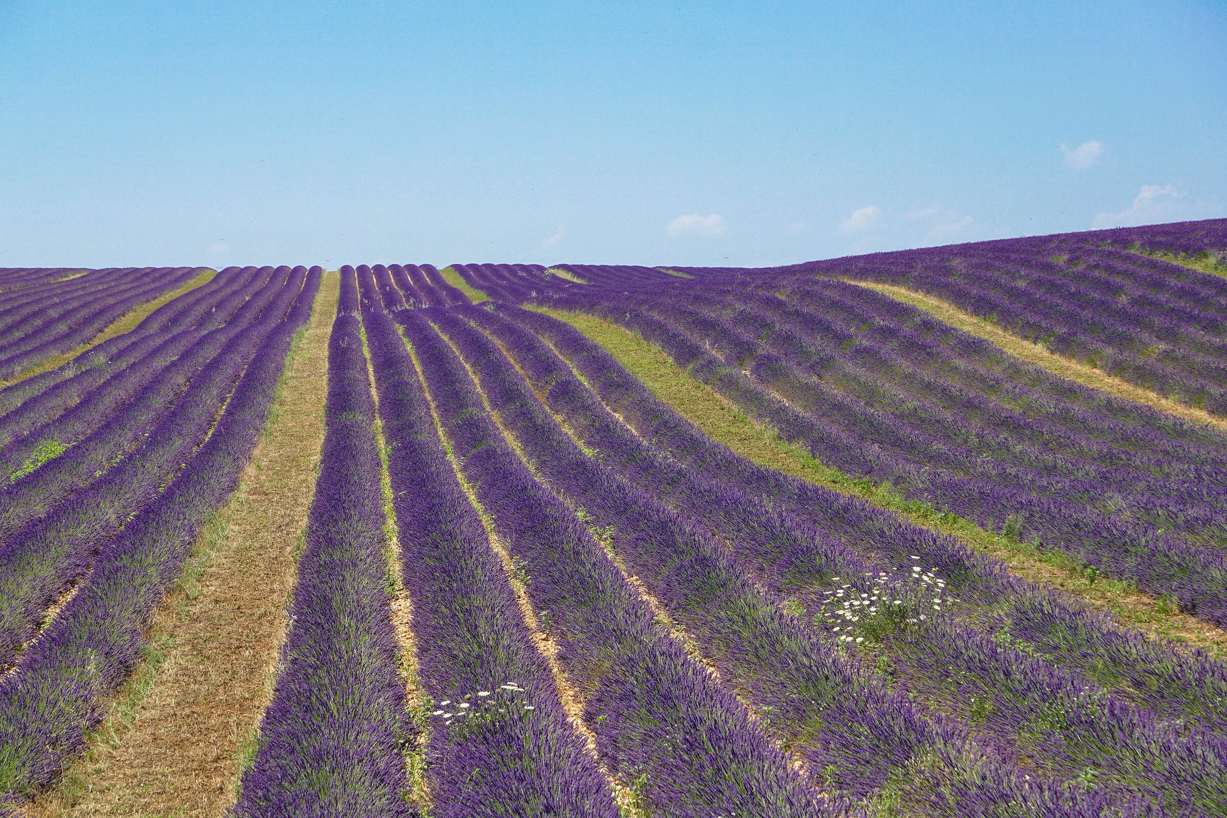 fioritura della lavanda in Provenza