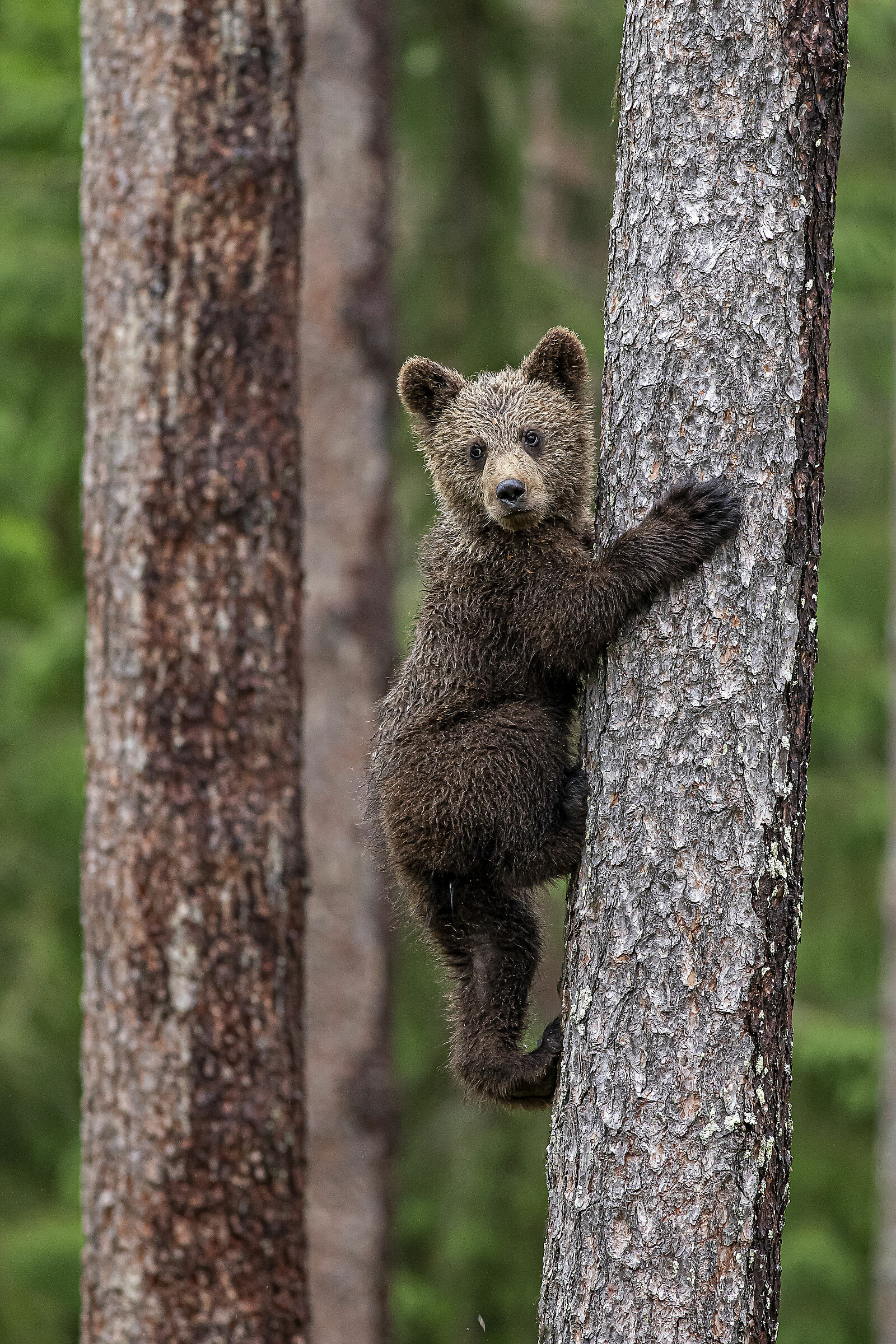 Bear climbing