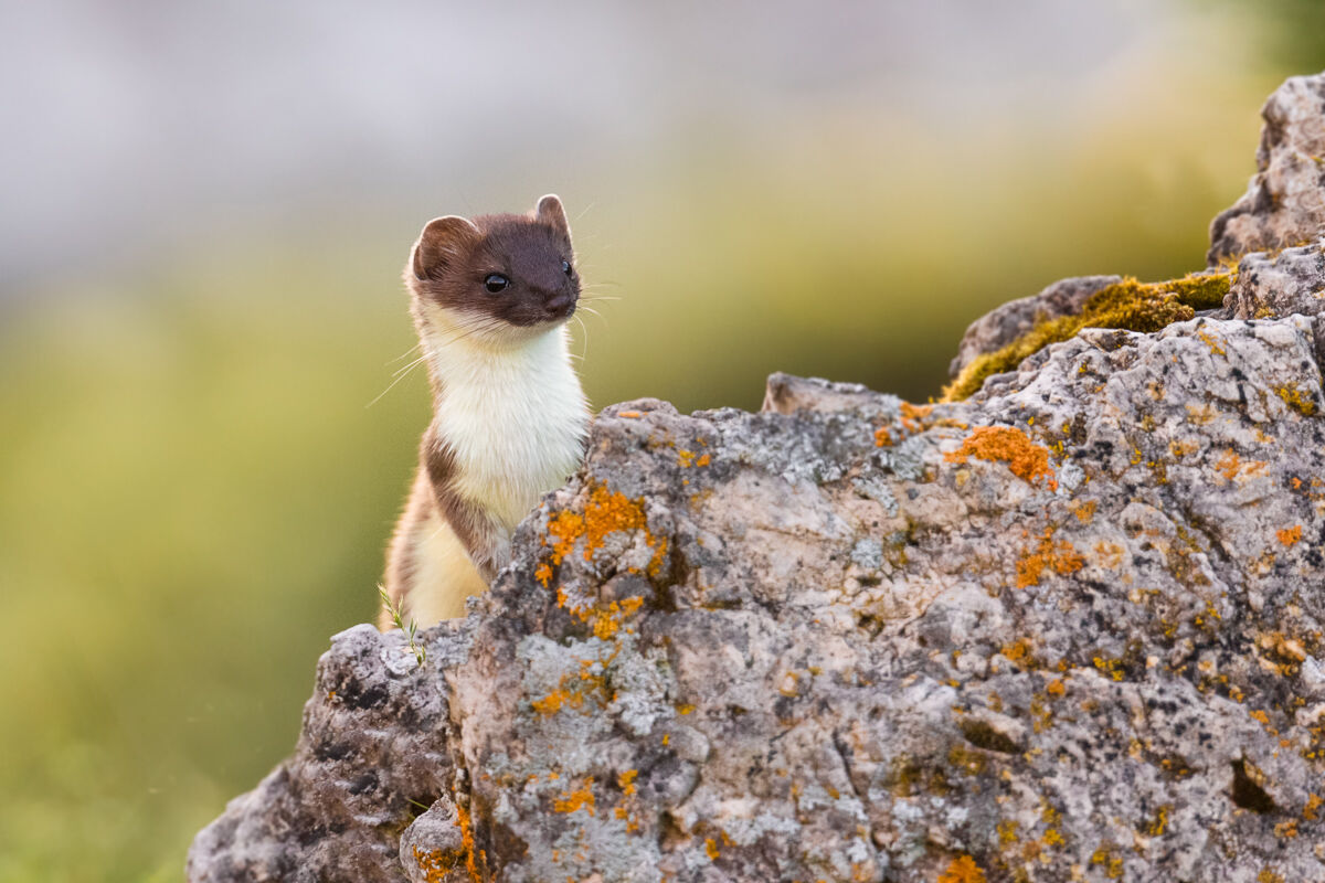 Ermine in summer dress ...
