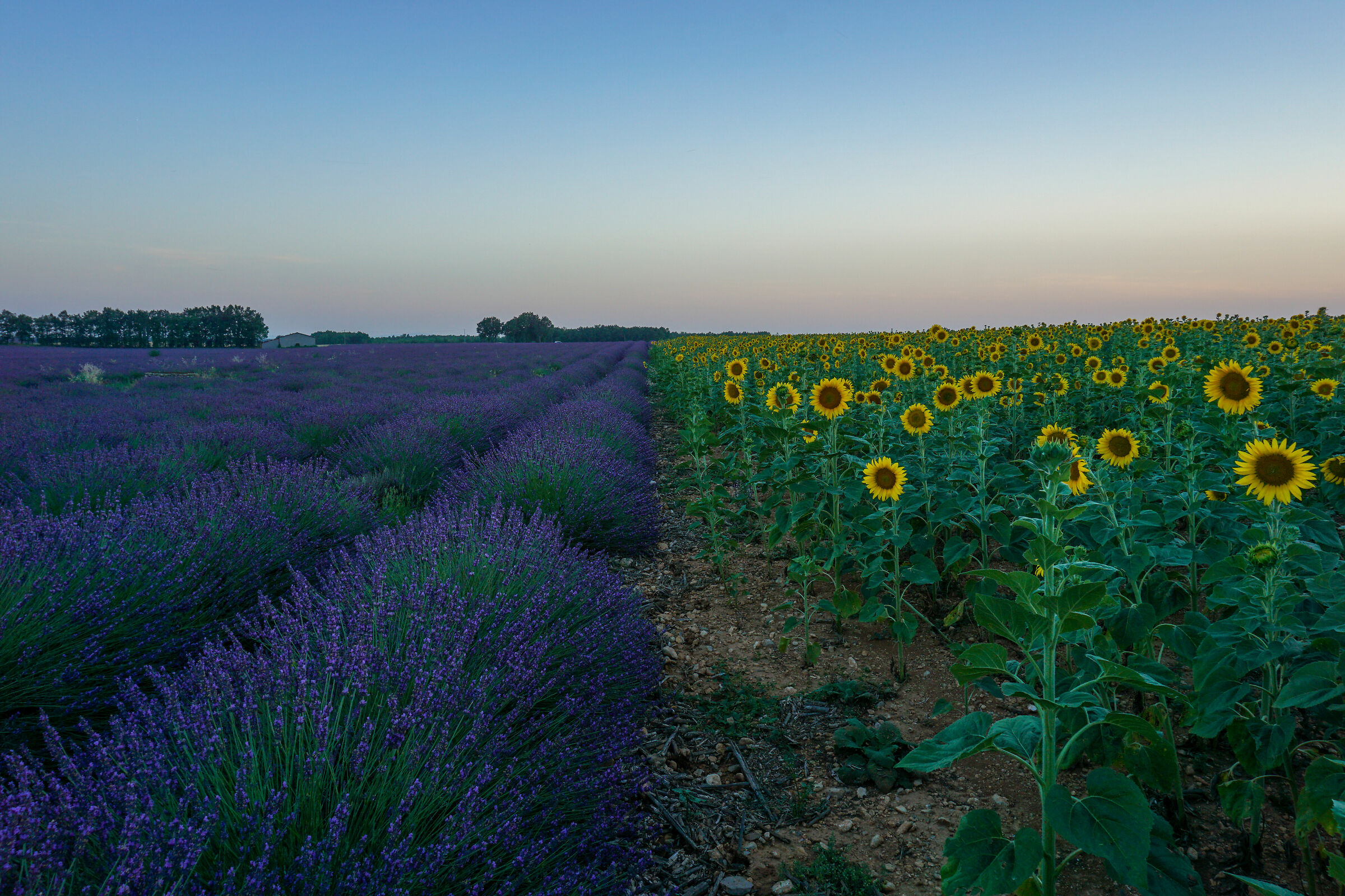 metà lavanda, metà girasoli