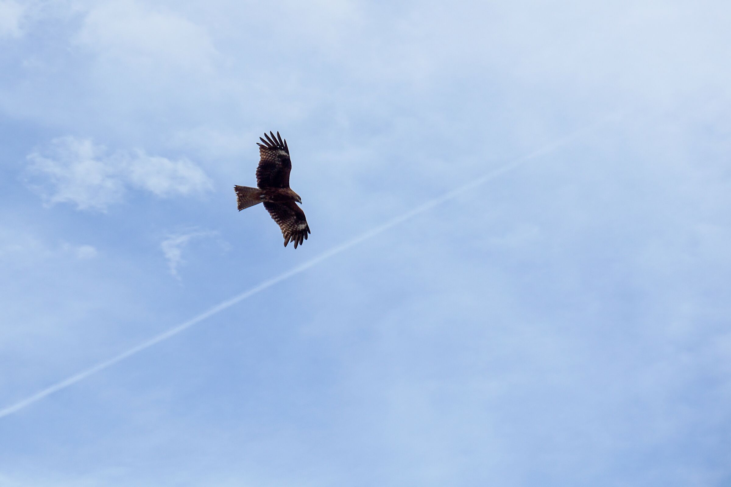 Il falco durante la caccia