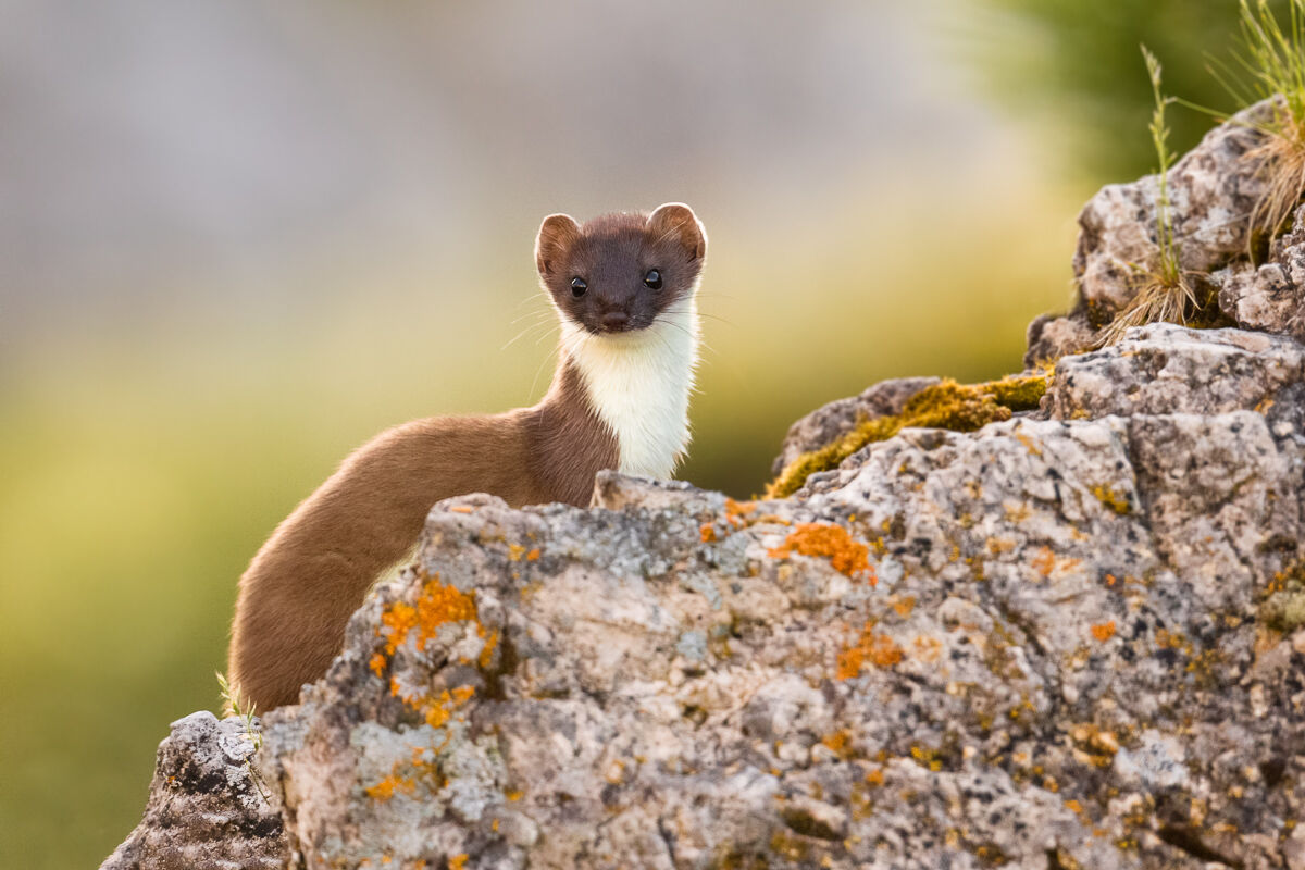 Ermine in summer dress, surprised at dawn ...