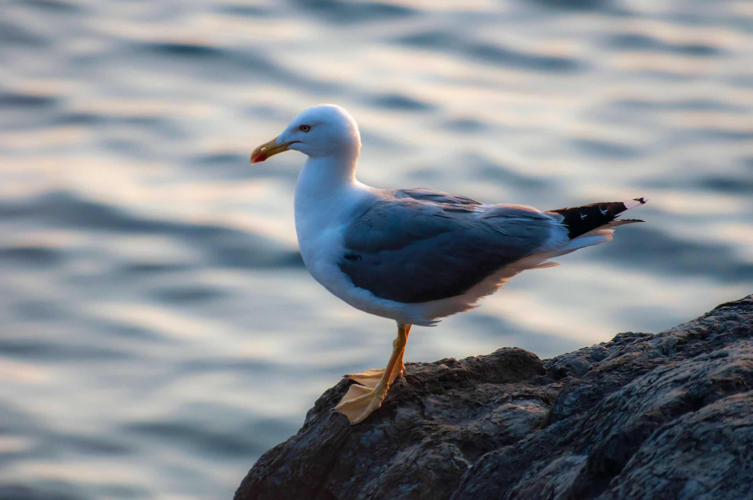 Seagull posing