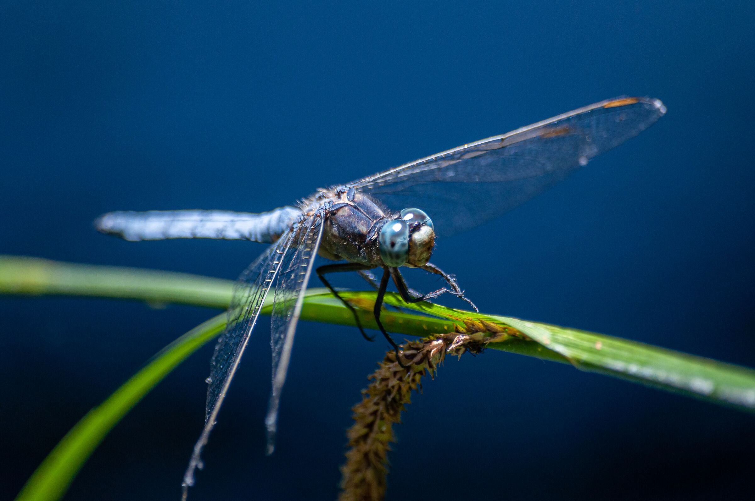 Dragonfly