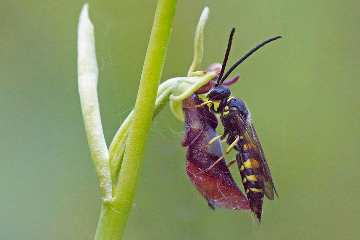 Argogorytes mystaceus on insectifera ophrys
