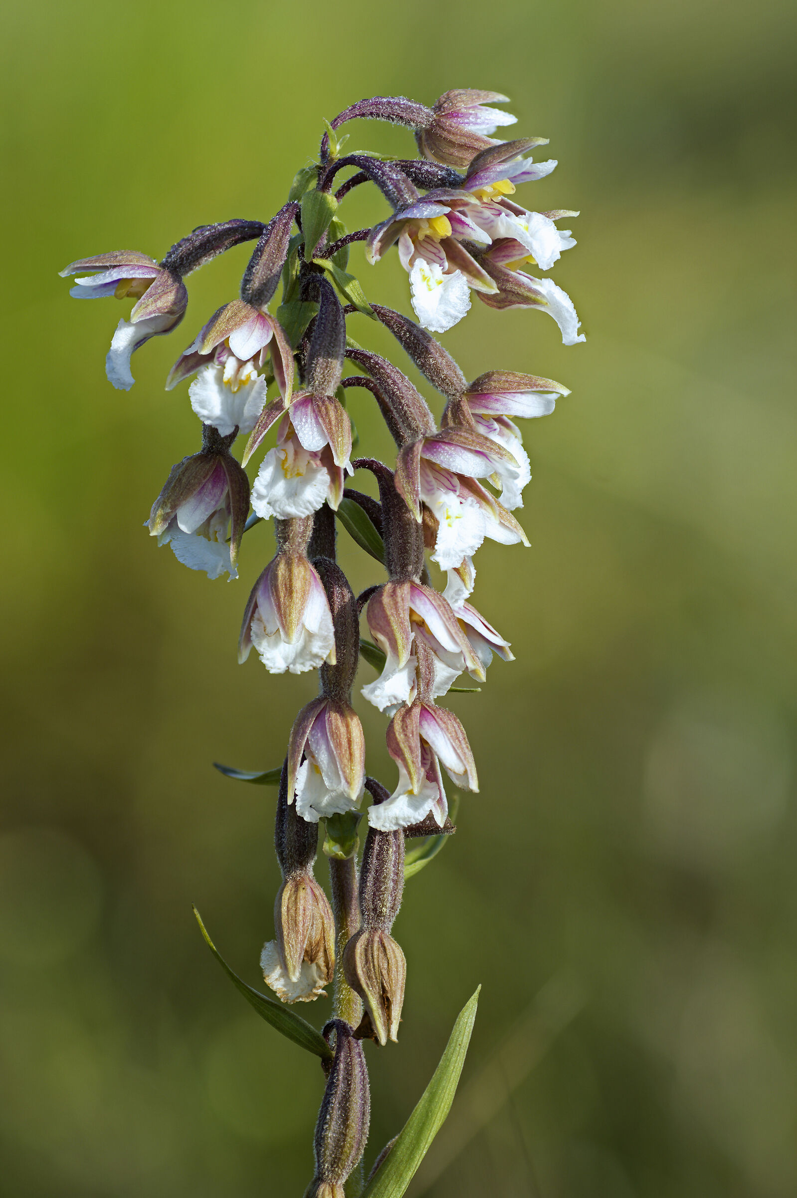 Marsh Helleborine