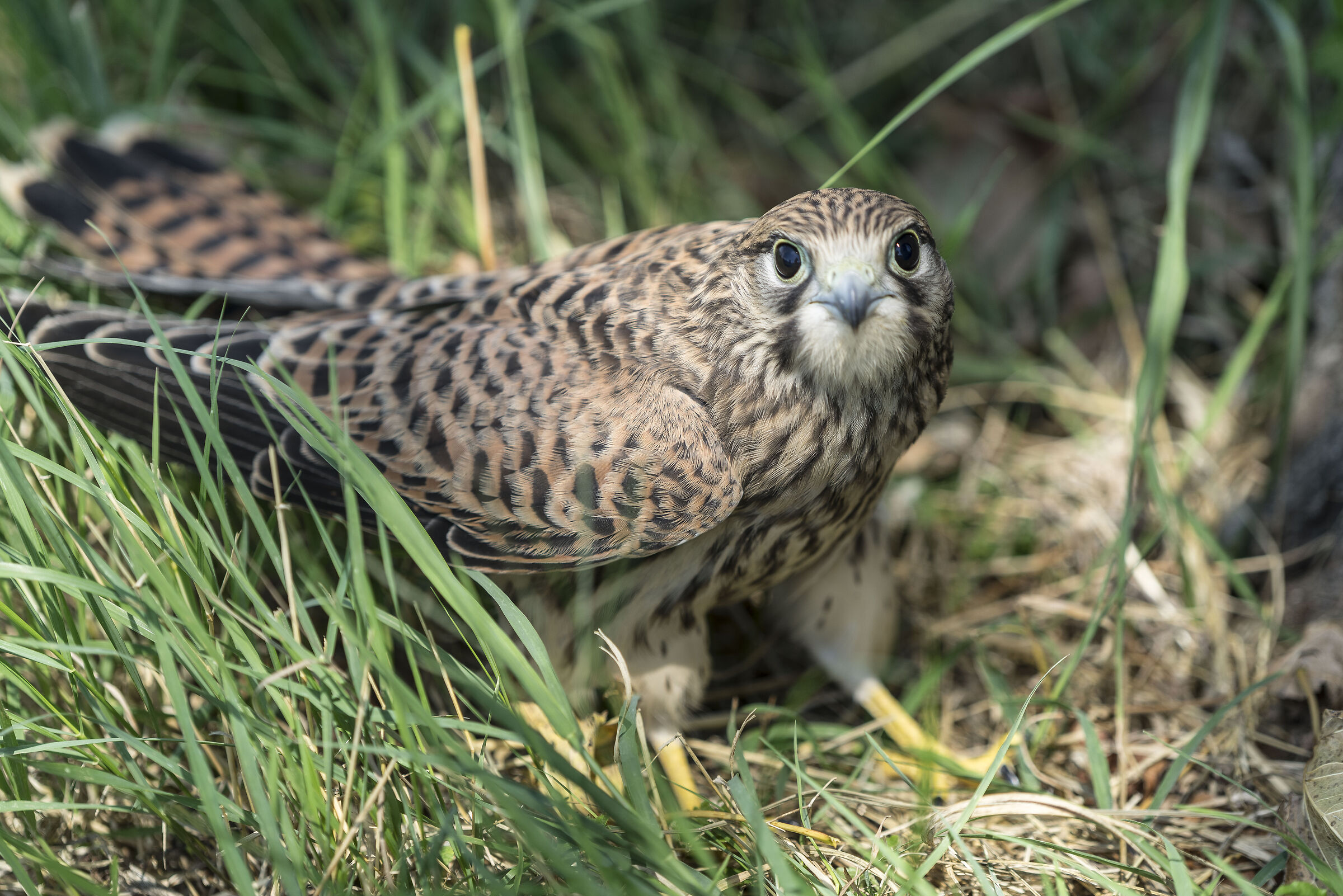 Kestrel