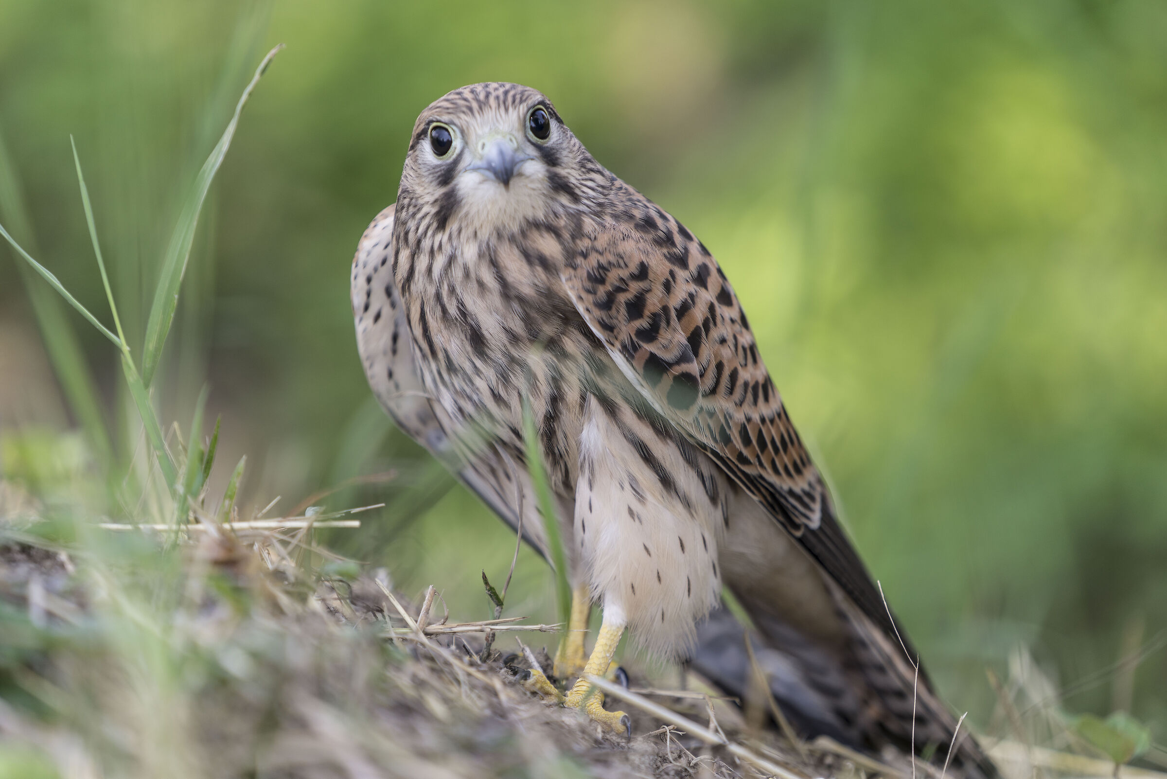 Kestrel