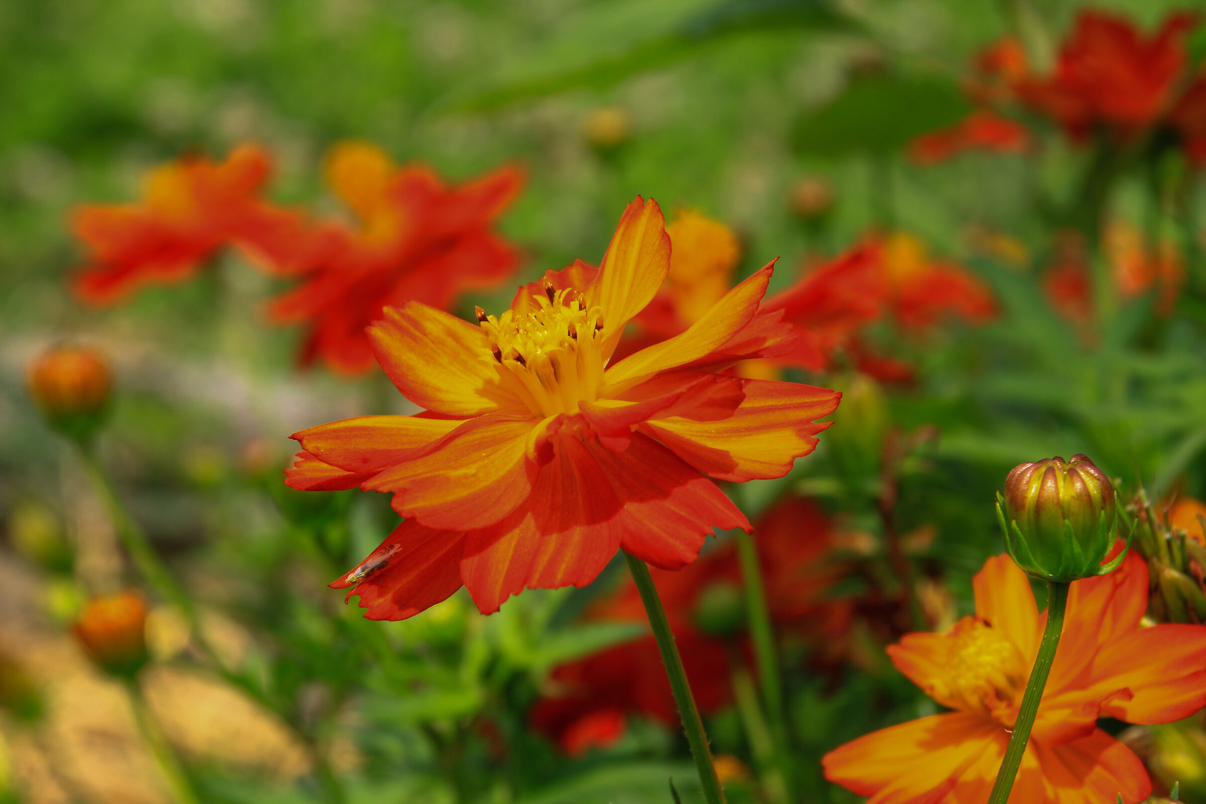 All'orto botanico esplodono i colori