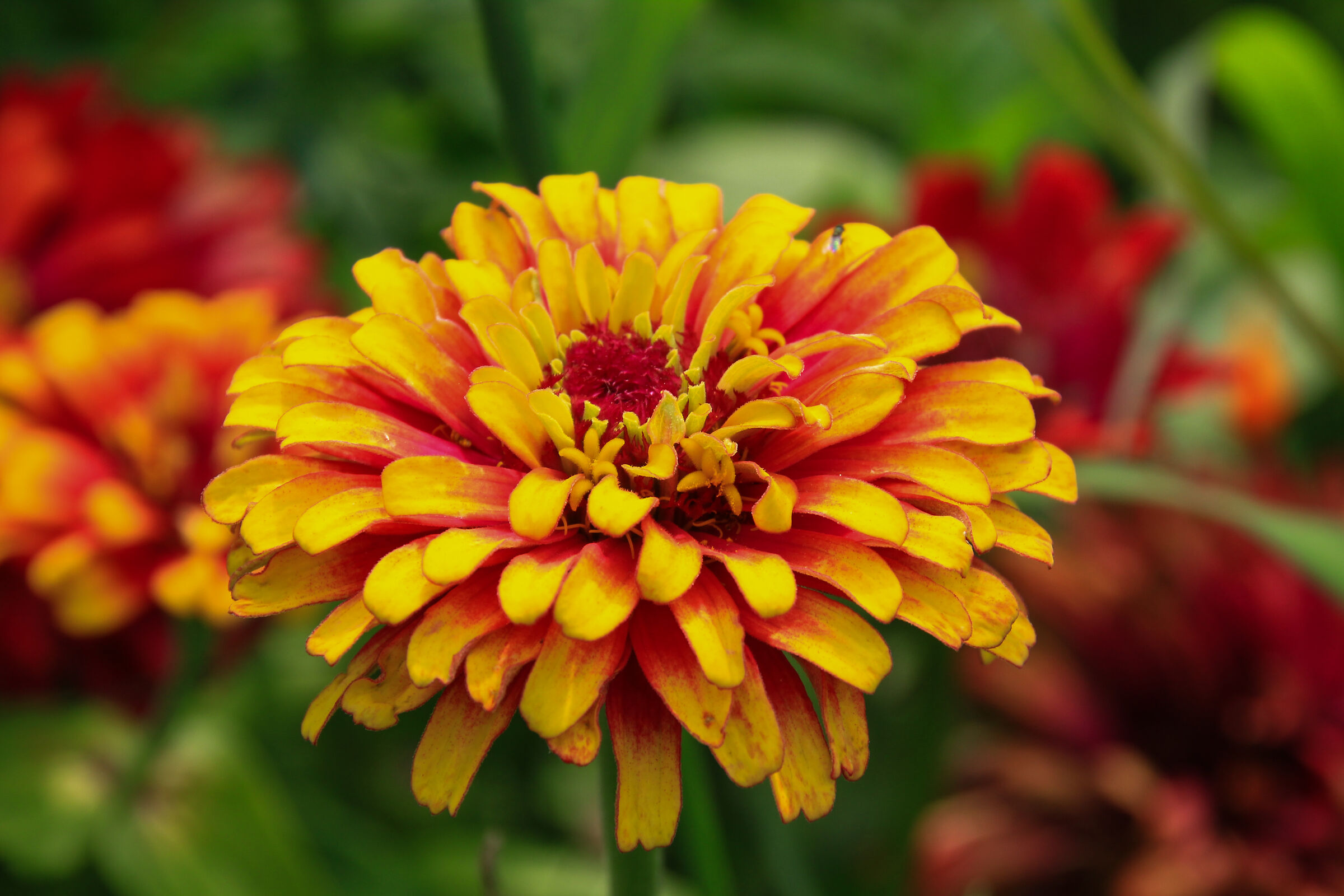 all'orto botanico esplodono i colori