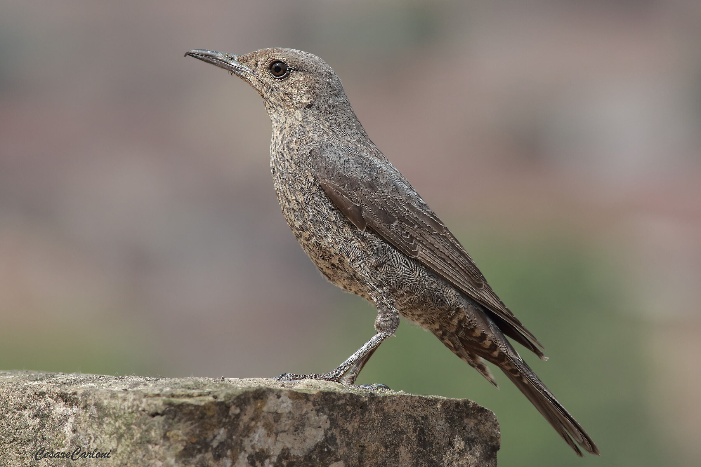 Lone female sparrow (lonely mound)