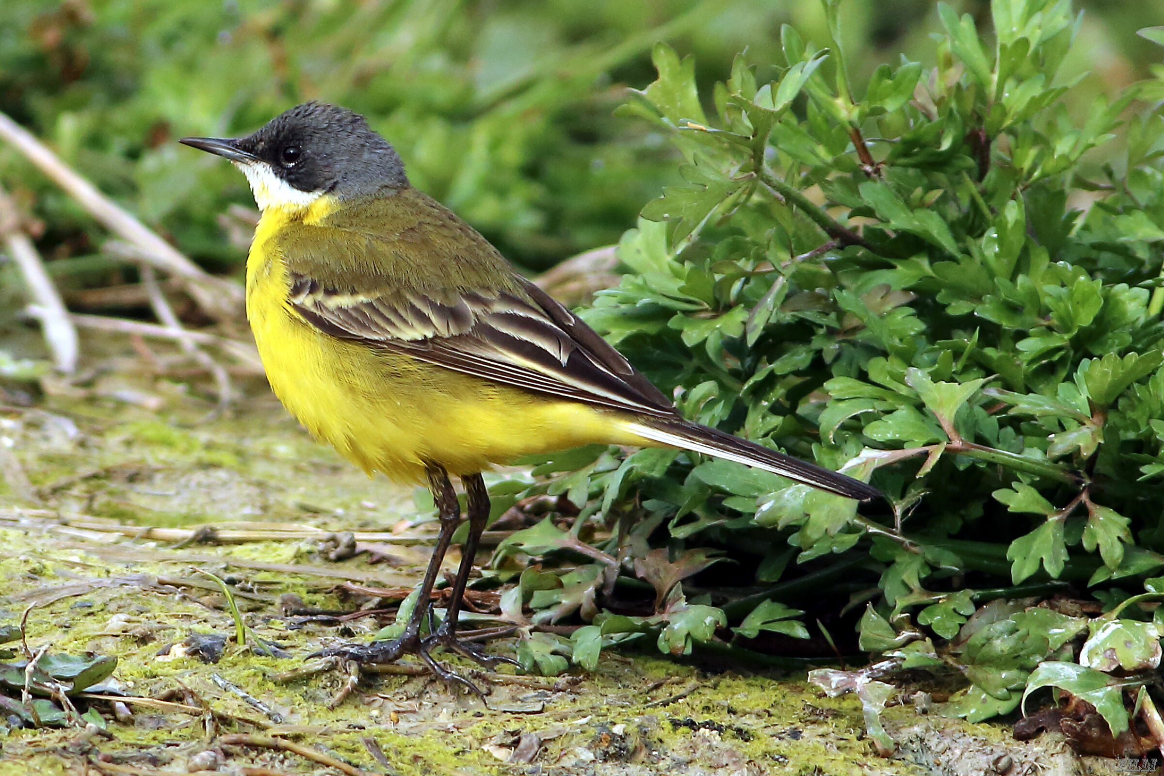 Capocinerino cutrettola
