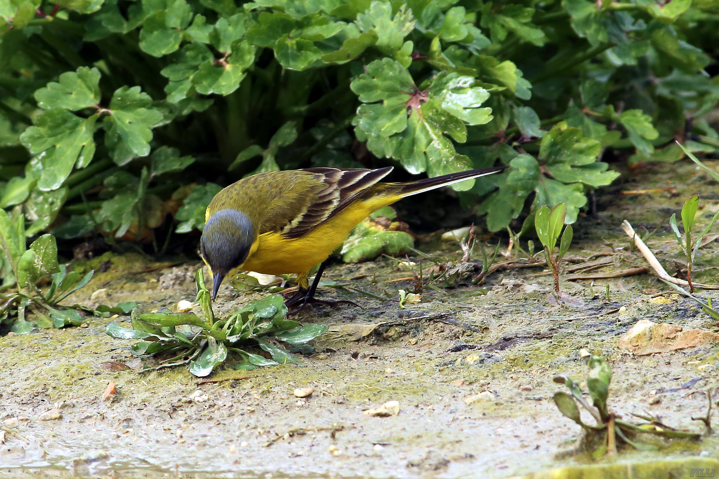 Capocinerino cutrettola