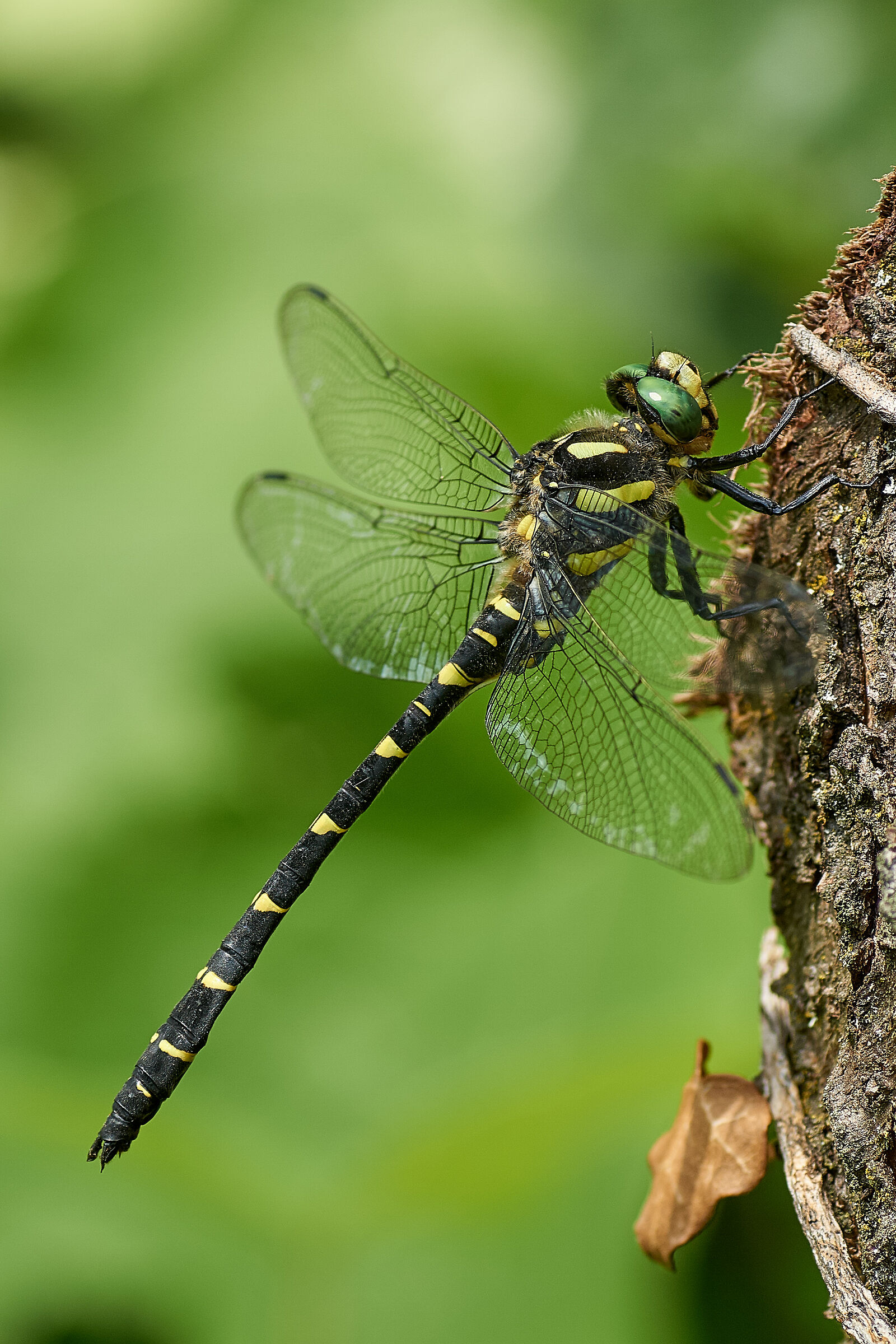 Cordulegaster bidentata