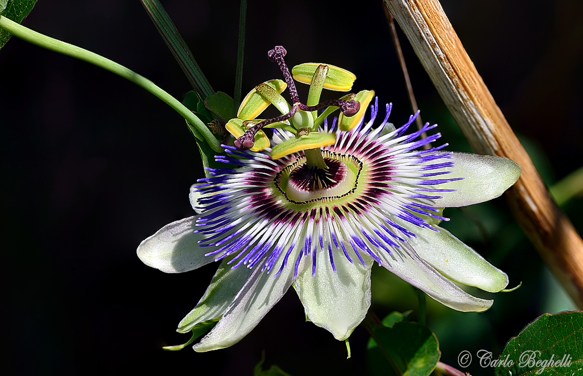 Passione  fotografica