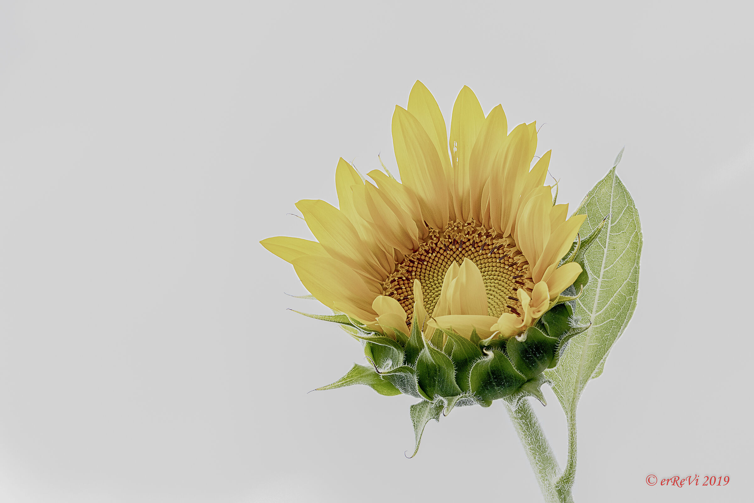 Tall Sunflower