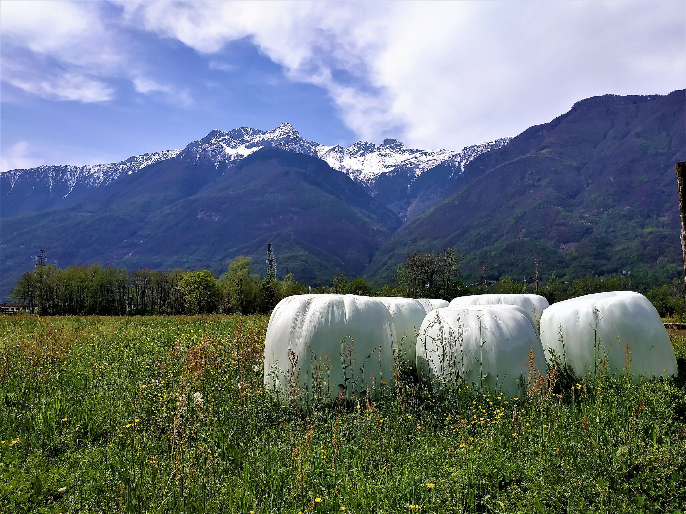 Fieno  e Erba Medica in Val Chiavenna ...