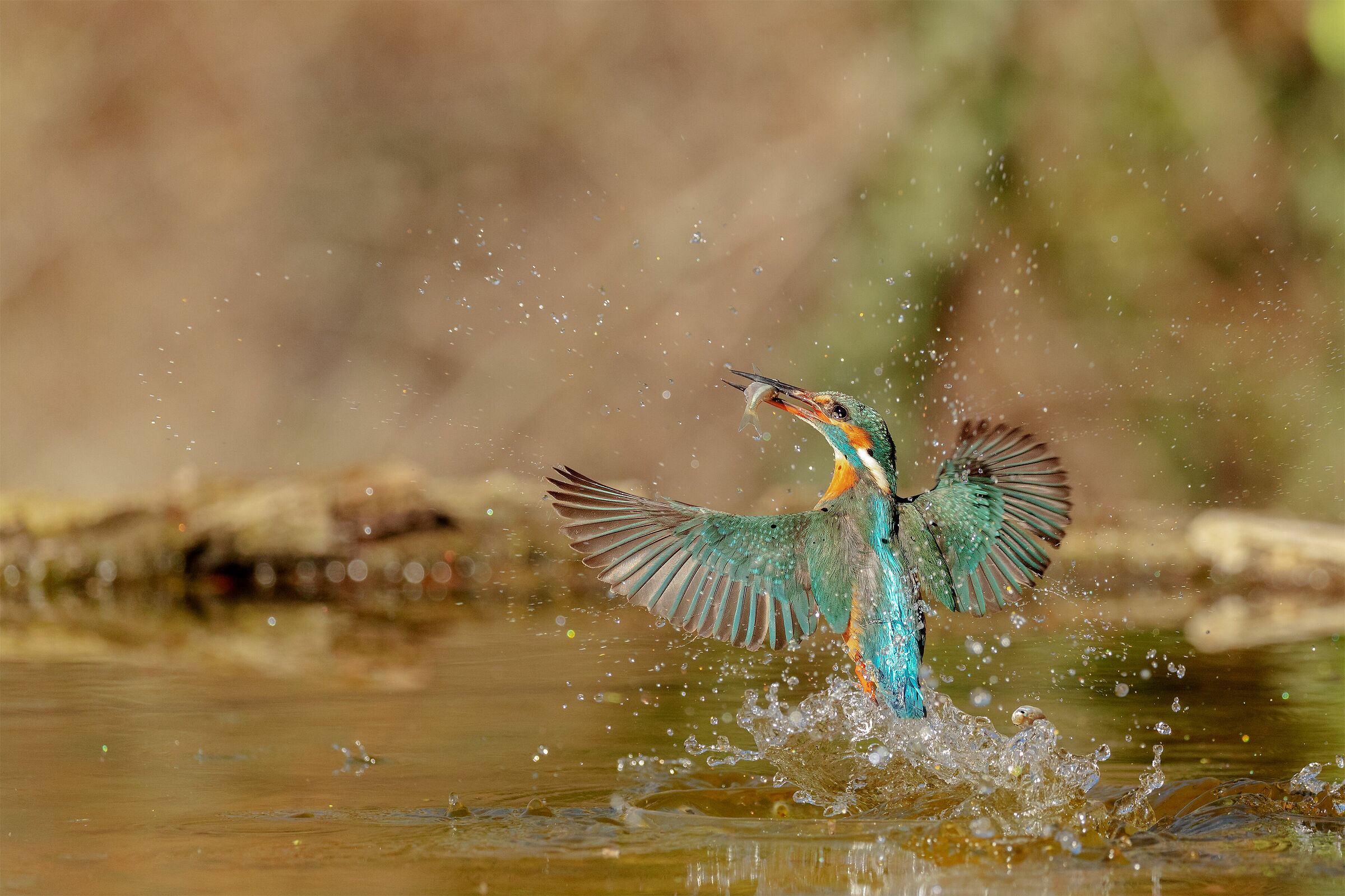 Kingfisher