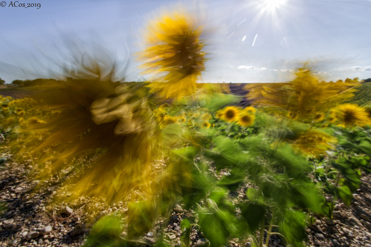 Girasoli al vento
