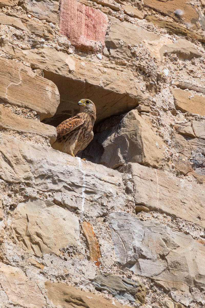 Femmina di Gheppio (Falco tinnunculus)