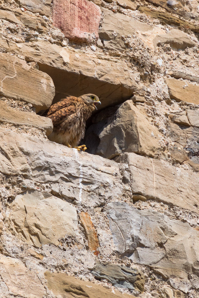 Femmina di Gheppio (Falco tinnunculus) ...