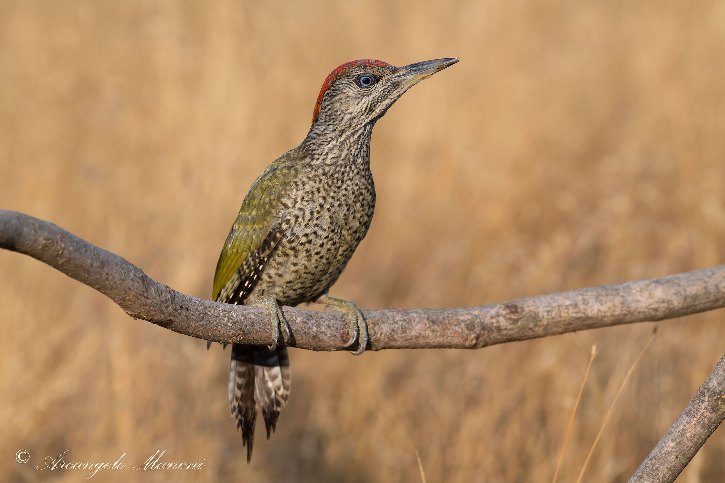 L'eleganza si chiama ''picchio verde''