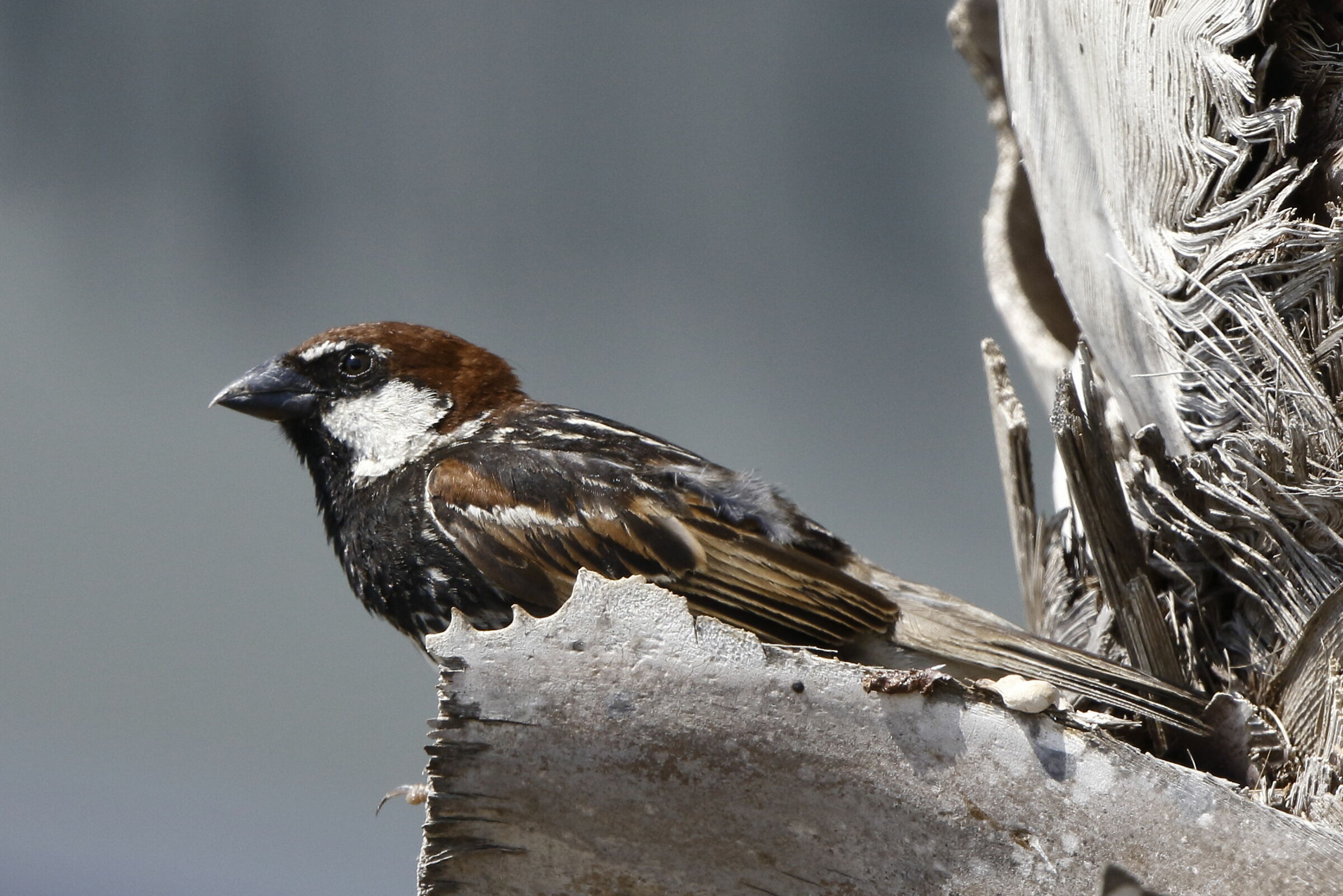 Sarda Flounder on branch
