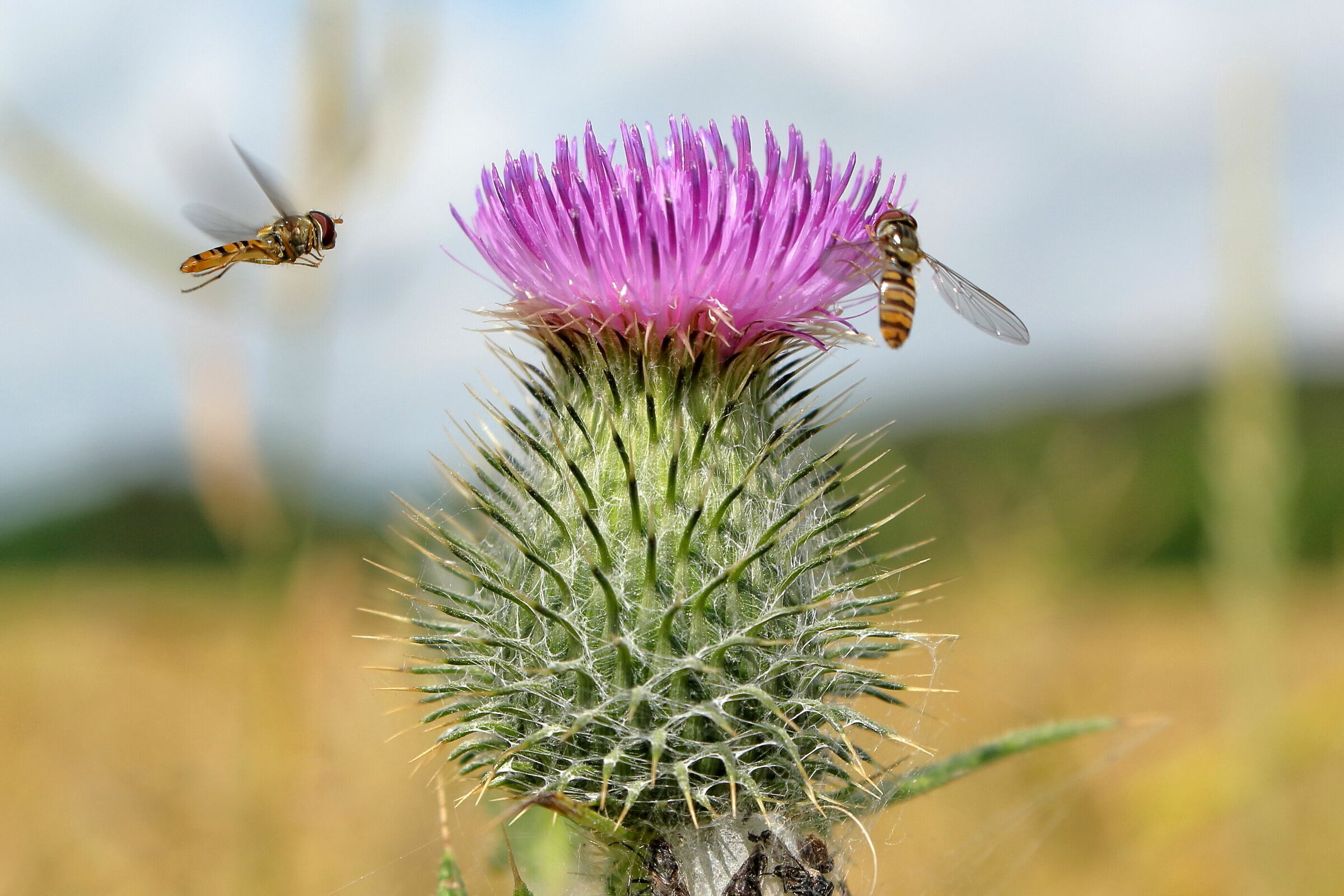 Svæveflue over Tidsel
