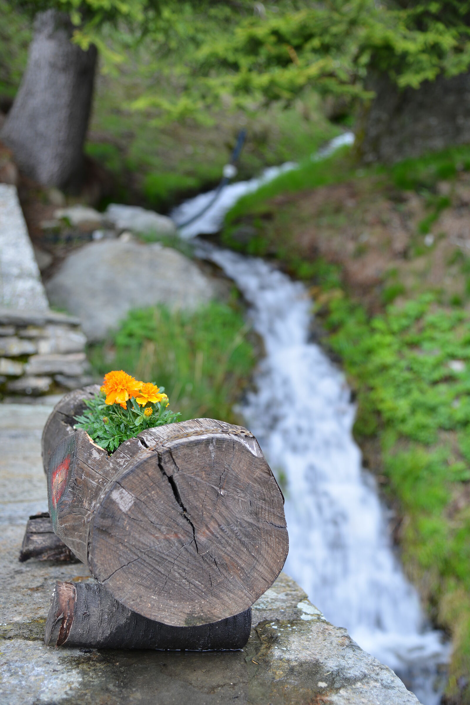 Fioriera in montagna