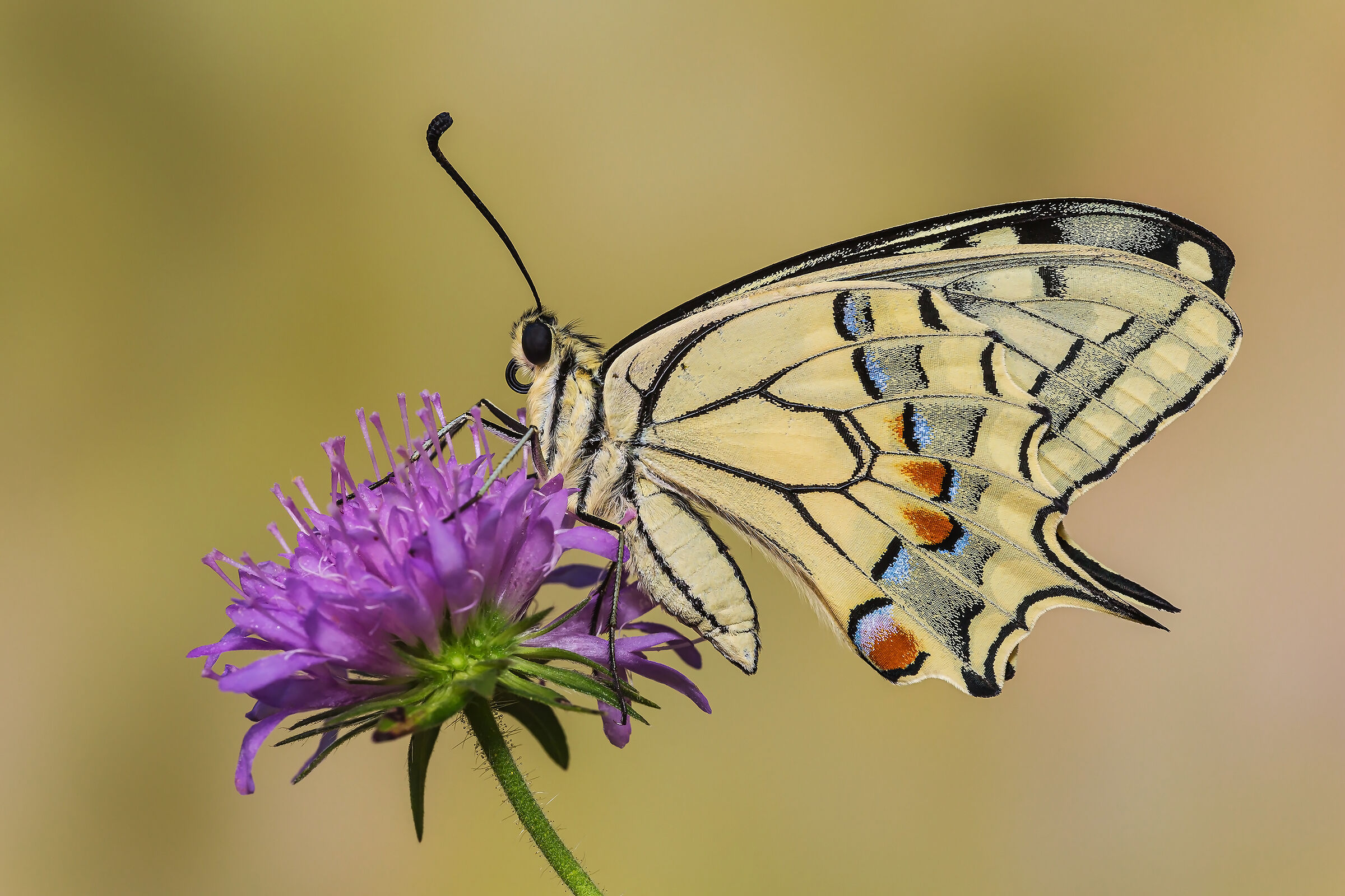 Swallowtail
