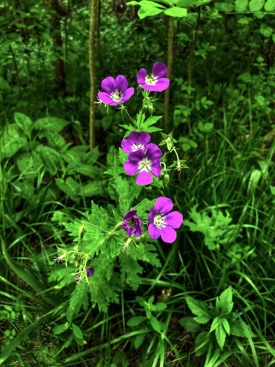 Un tocco di viola spicca fra il verde
